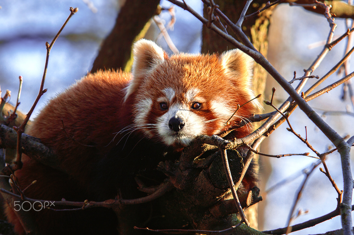 Nikon D3200 sample photo. Red panda photography