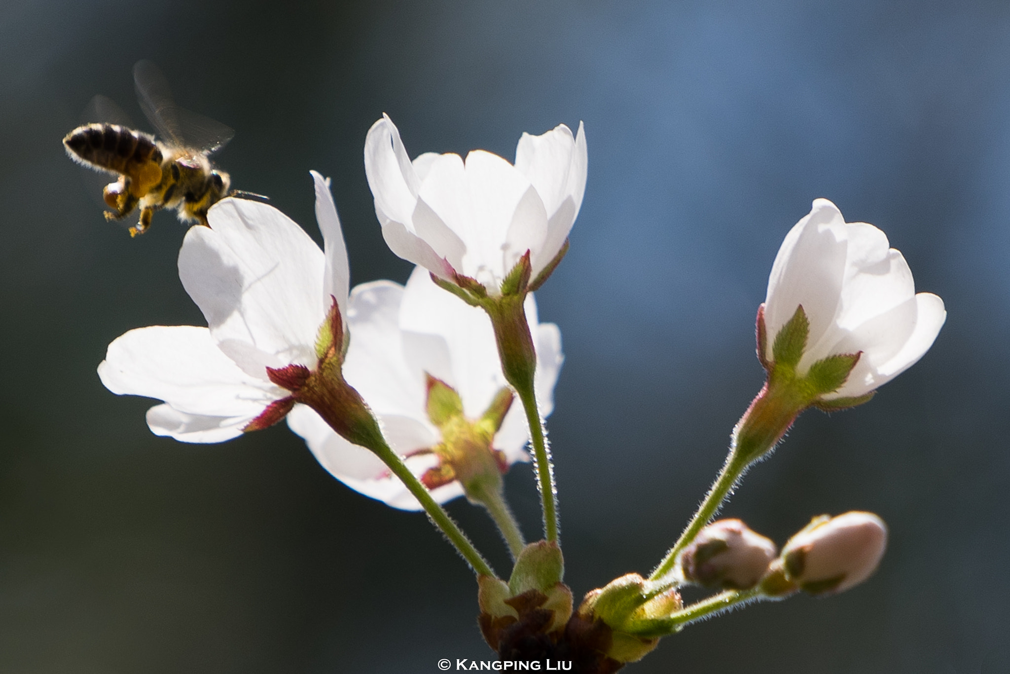 Sony a7 + Sony FE 70-200mm F4 G OSS sample photo. Cherry blossom #1 photography