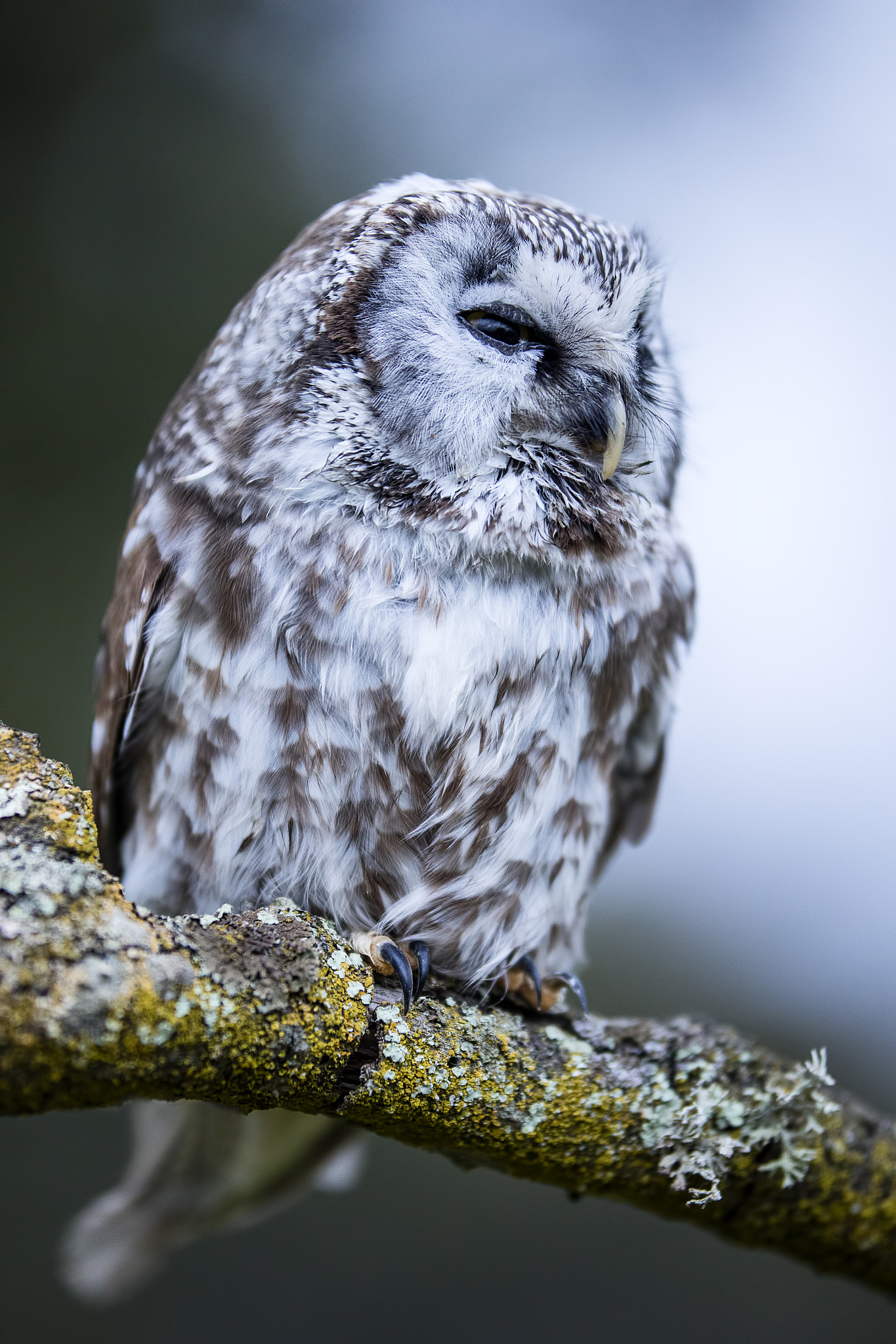 Sigma 50-100mm F1.8 DC HSM Art sample photo. Lechuza boreal (aegolius funereus) photography