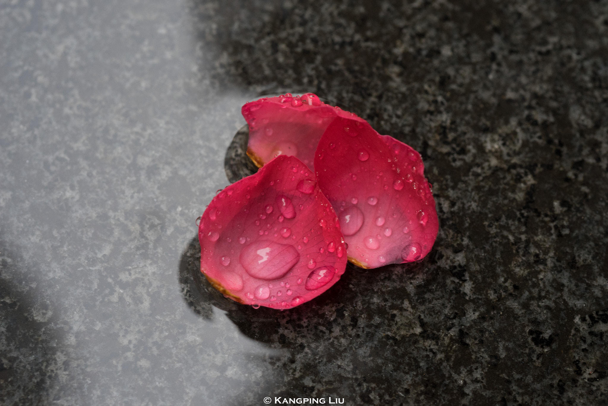 Sony a7 + Sony FE 50mm F2.8 Macro sample photo. Fallen flower in rain photography