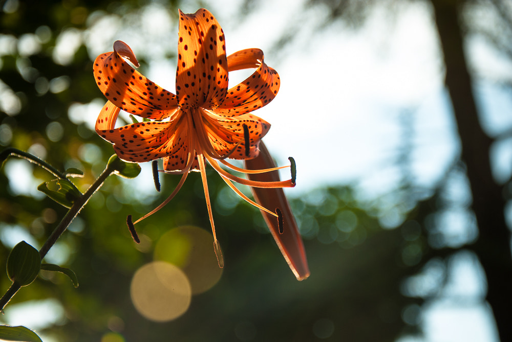 Nikon D200 sample photo. Lilium tigrinum photography