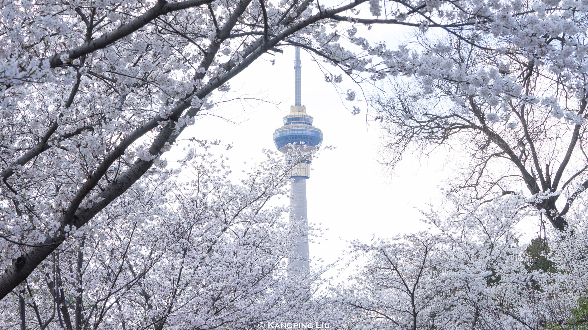 Sony a7 sample photo. Cherry blossom in beijing photography