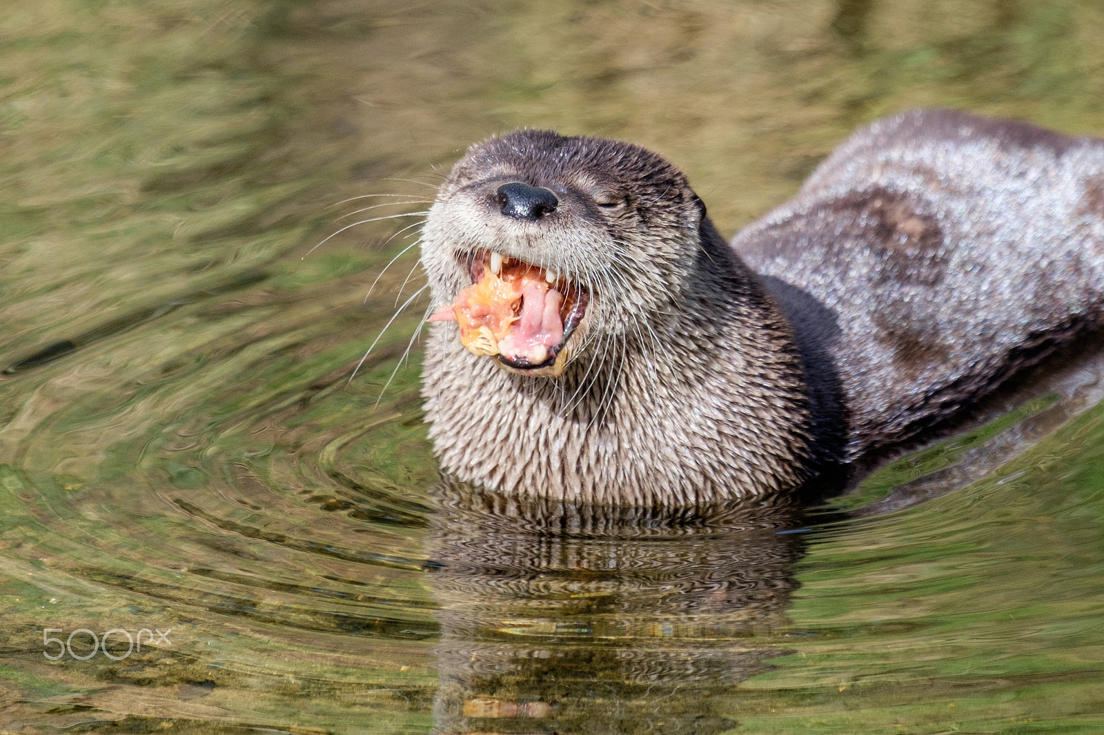 Fujifilm XF 55-200mm F3.5-4.8 R LM OIS sample photo. Greedy otter photography