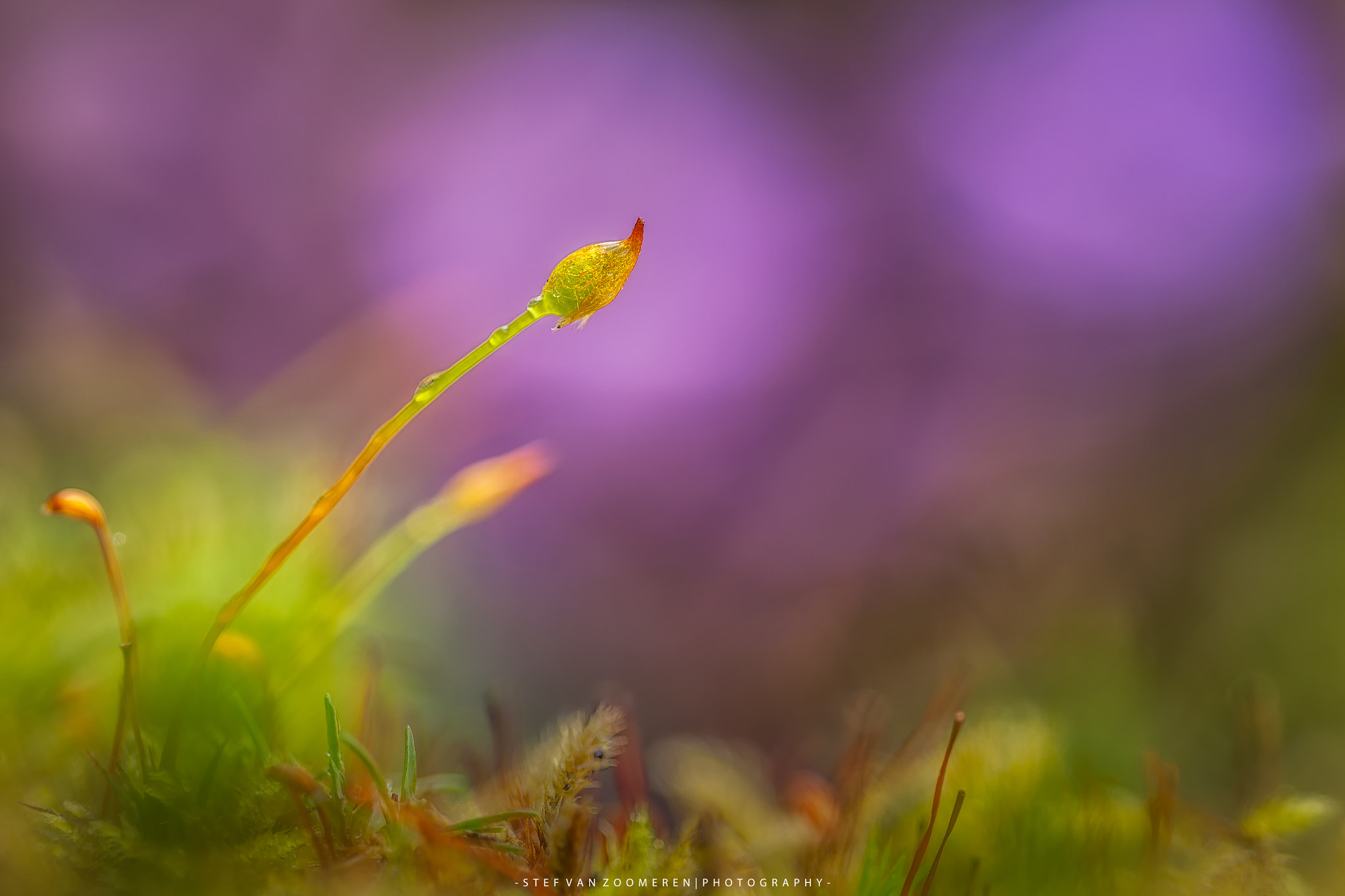 Sigma 150mm f/2.8 EX DG OS HSM APO Macro sample photo. Small world2 photography