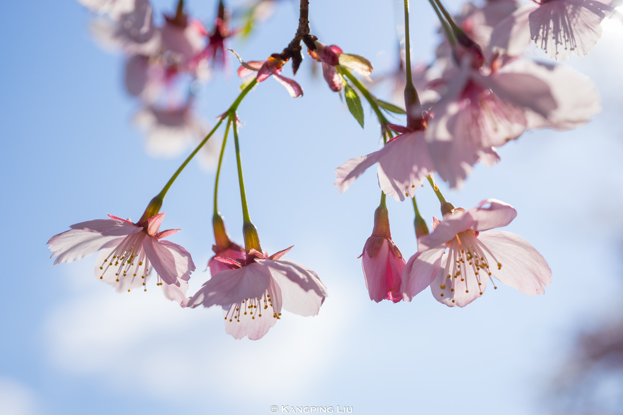 Sony a7 sample photo. Cherry blossom #2 photography