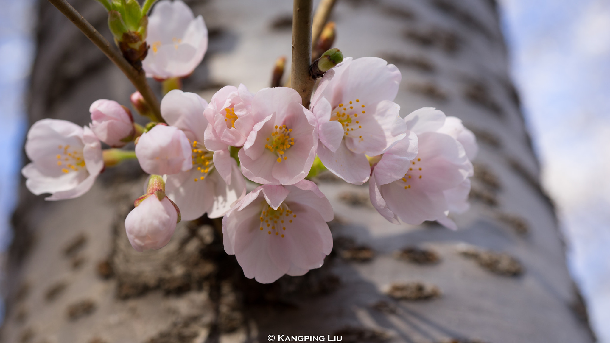 Sony a7 sample photo. Cherry blossom #3 photography