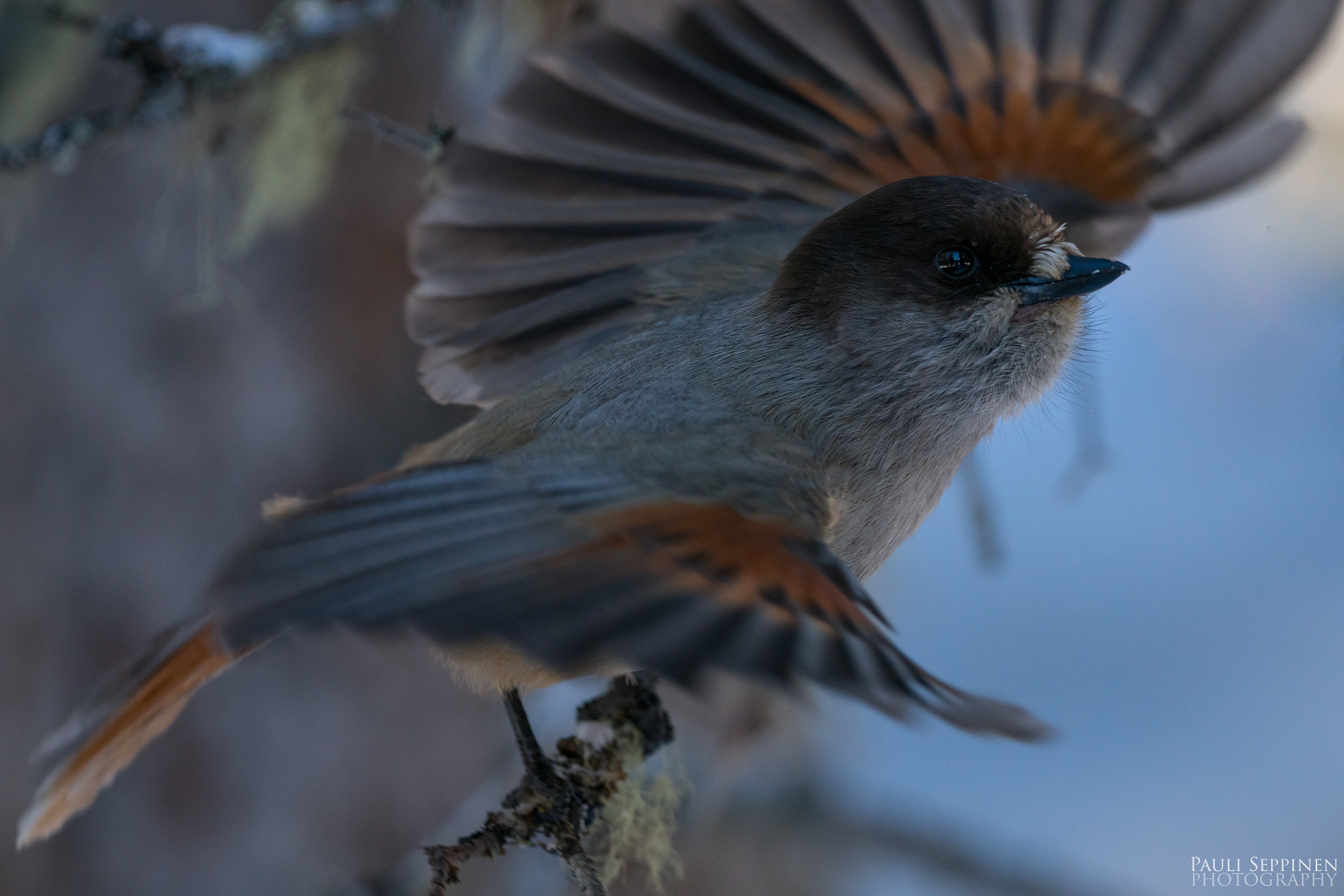 150-600mm F5-6.3 DG OS HSM | Contemporary 015 sample photo. Siberian jay photography