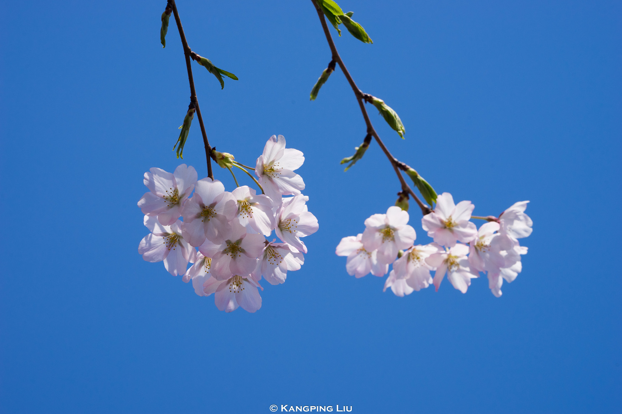 Sony a7 + Sony FE 70-200mm F4 G OSS sample photo. Cherry blossom #4 photography