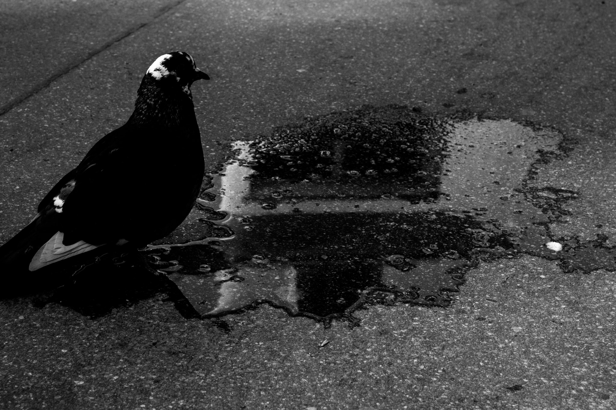 Canon EF-S 17-55mm F2.8 IS USM sample photo. Pigeon bath photography