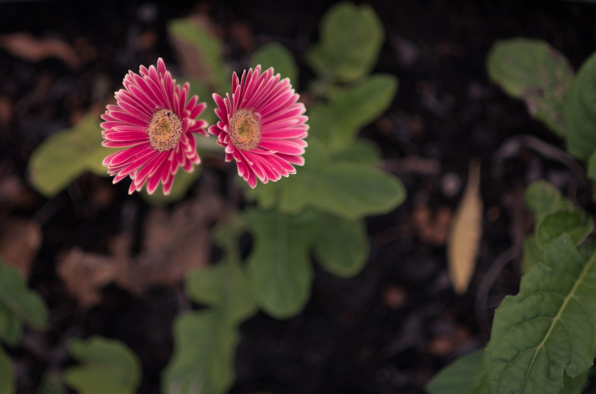 Nikon AF Nikkor 105mm F2D DC sample photo. Gerbera -3d photography