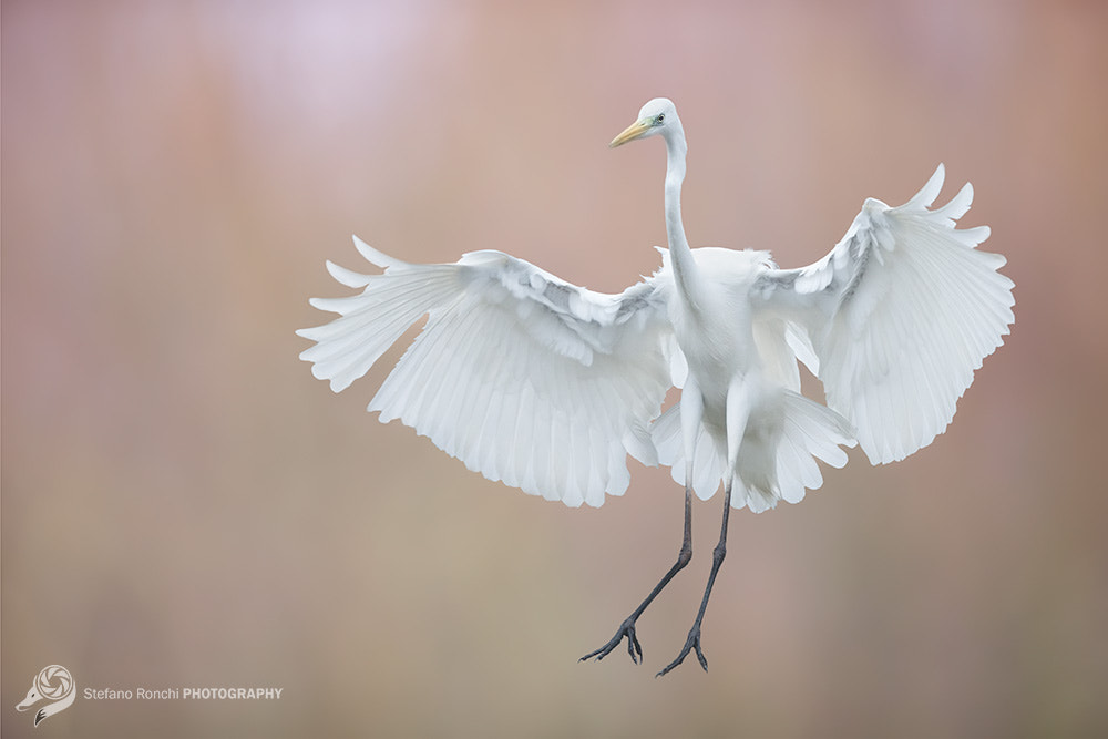 Canon EF 300mm F2.8L IS USM sample photo. Glide photography