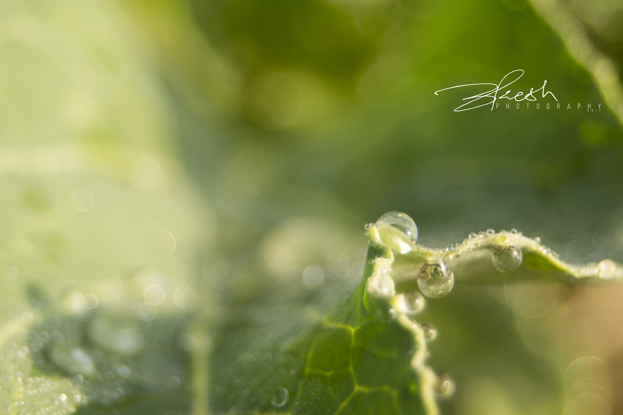 Sony SLT-A77 sample photo. Dew on leaf photography
