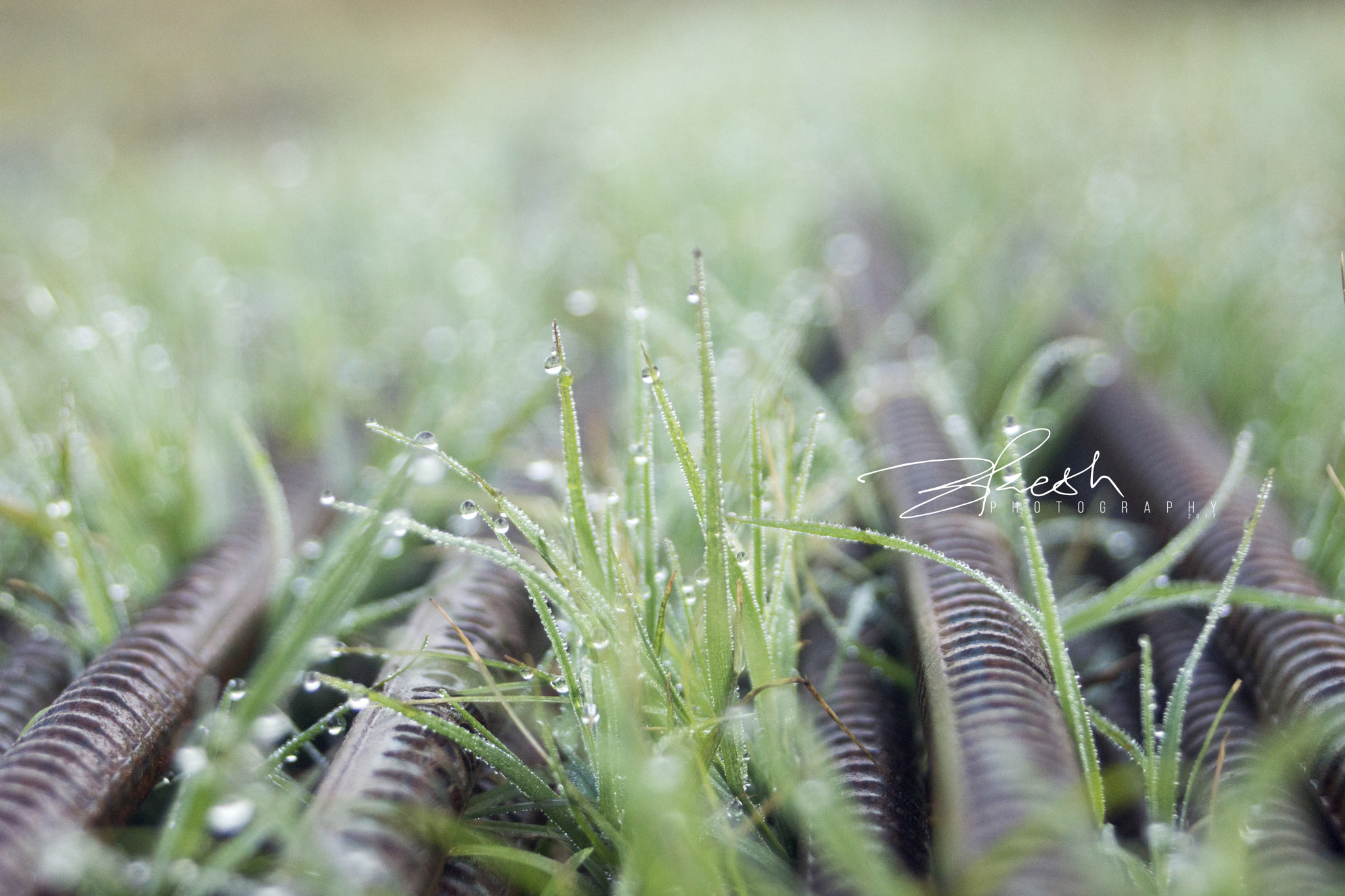 Sony SLT-A77 sample photo. Dew on leaves photography