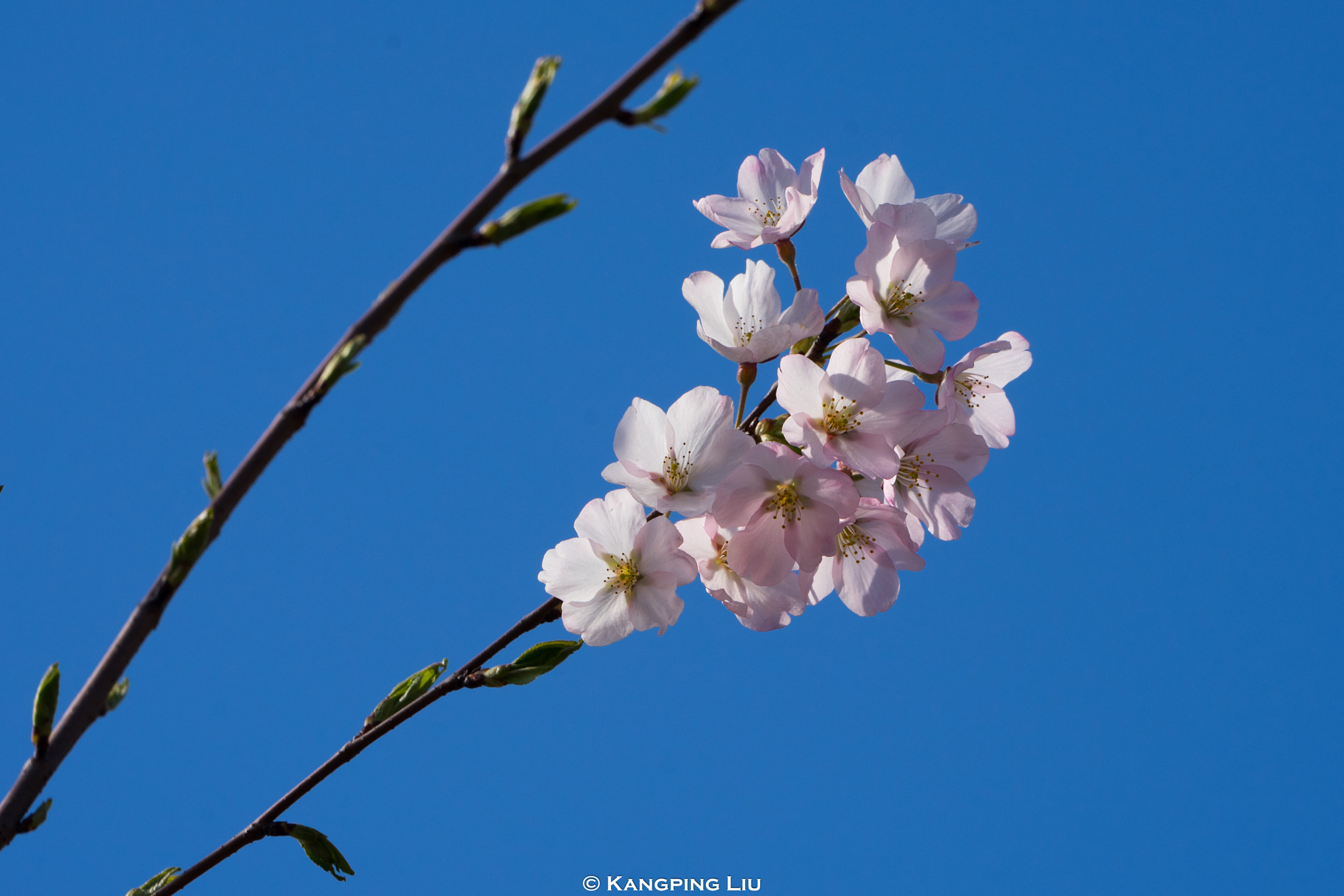 Sony a7 sample photo. Cherry blossom #5 photography