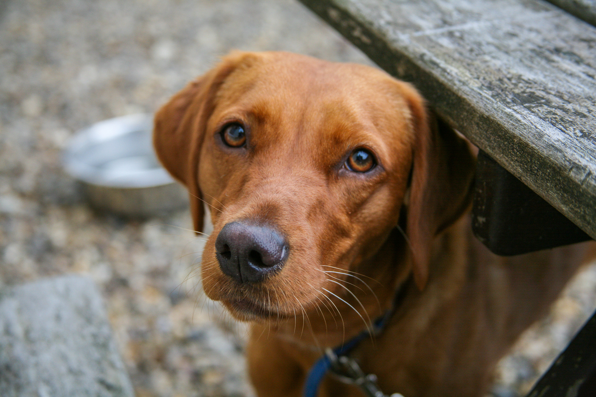 Canon EOS 5D + Canon EF 28-135mm F3.5-5.6 IS USM sample photo. Ruby the dog photography