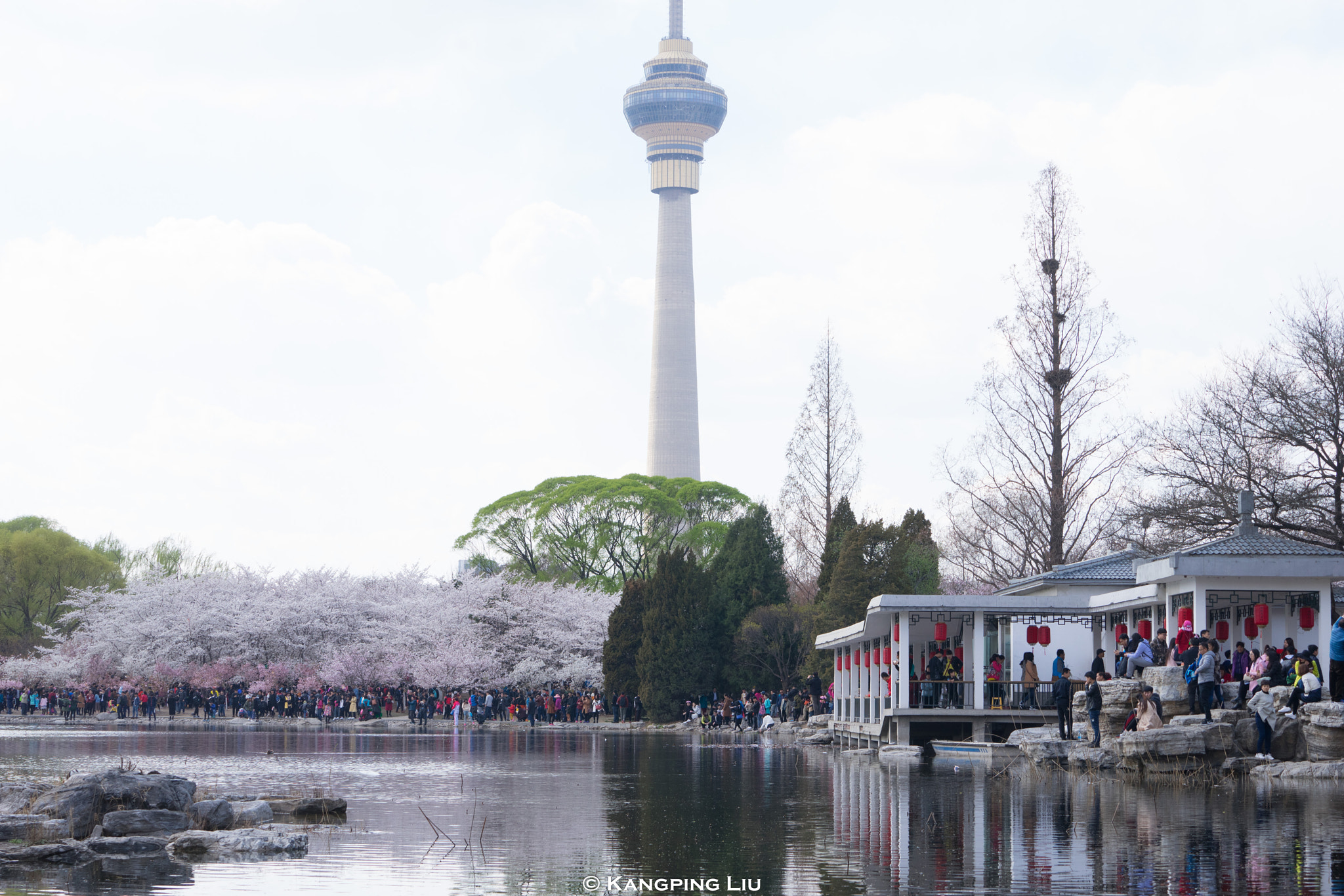 Sony a7 + Sony FE 70-200mm F4 G OSS sample photo. Cherry blossom in beijing #2 photography