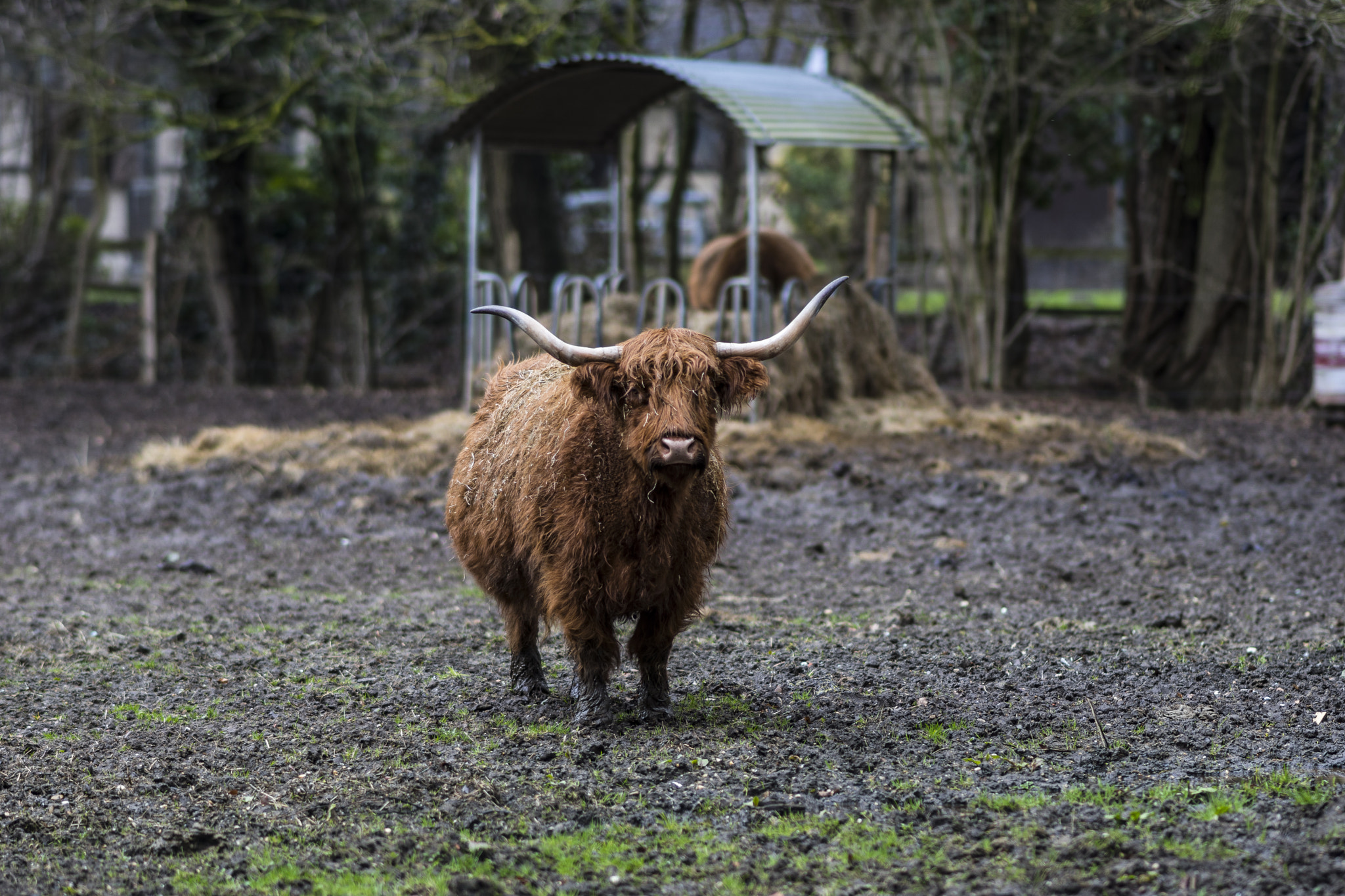Sony ILCA-77M2 + Sony Sonnar T* 135mm F1.8 ZA sample photo. Highland cattle in the neighborhood photography
