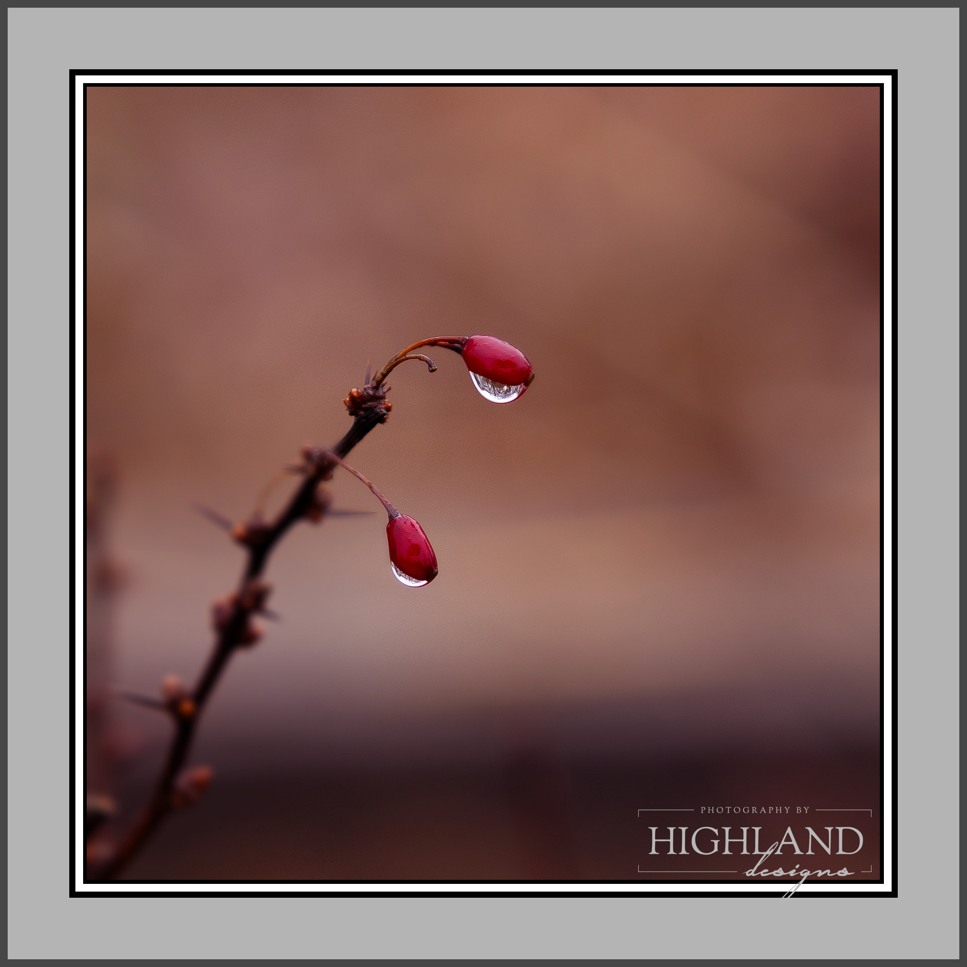 Canon EF 70-200mm F2.8L USM sample photo. Barberry fruit & raindrops photography