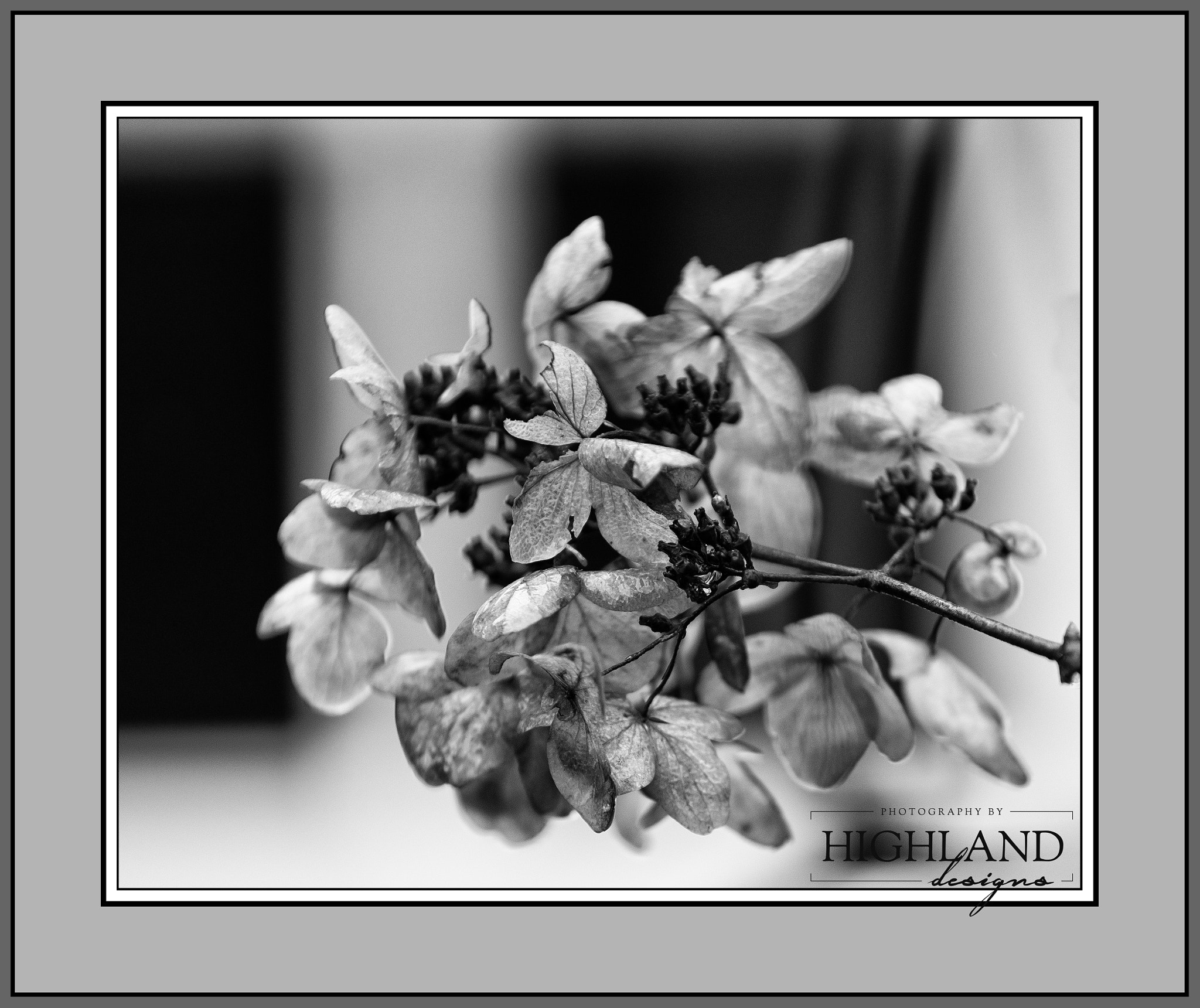 Sony a7 II sample photo. White diamond hydrangea b&w photography