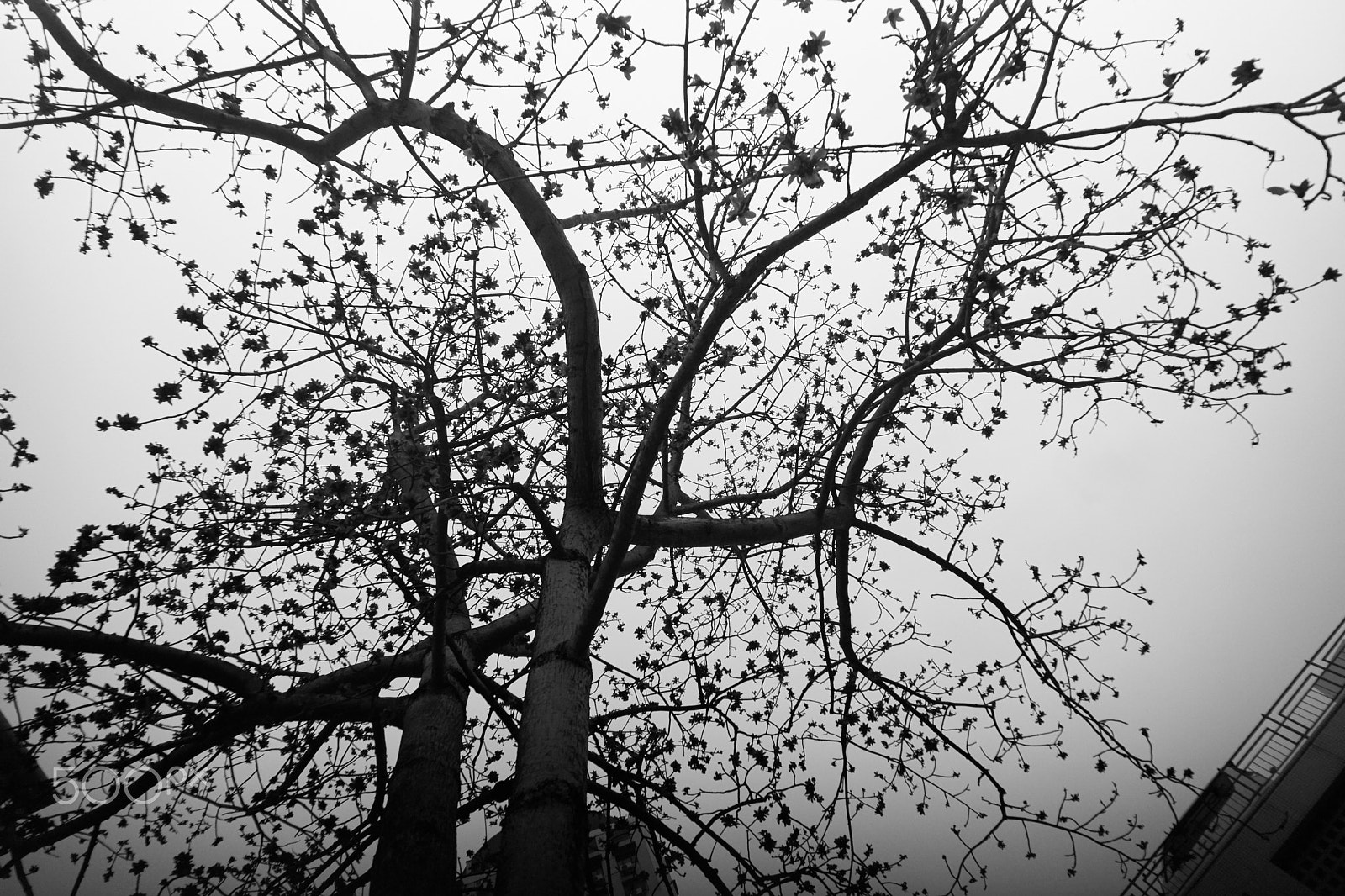0mm F0 SAM sample photo. Bombax ceiba photography
