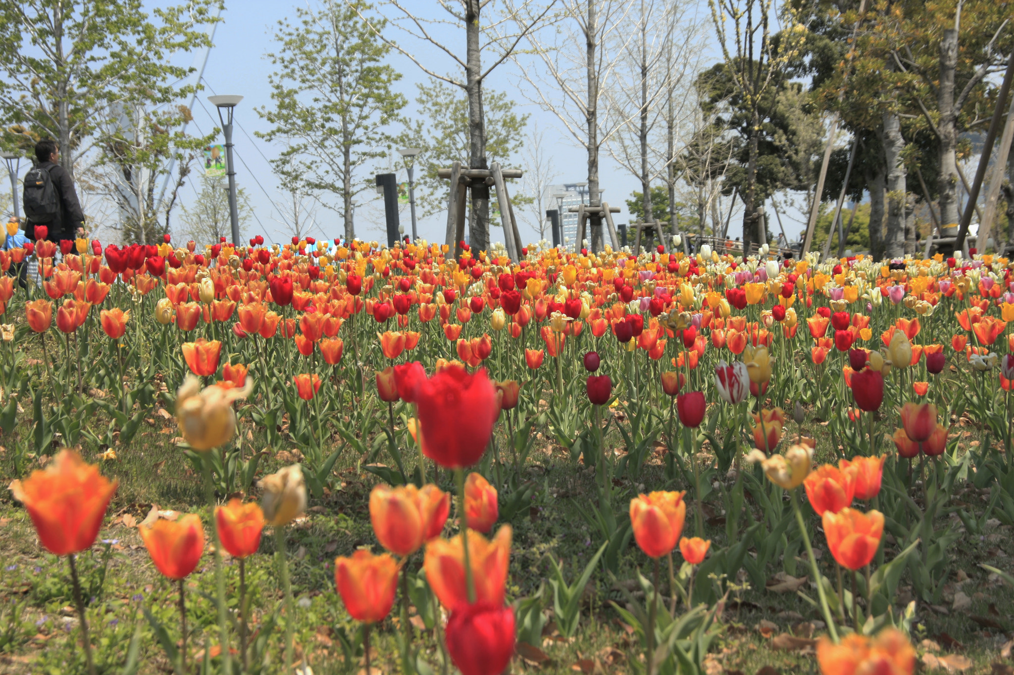 Canon EOS 40D sample photo. Odaiba tulip（お台場） photography