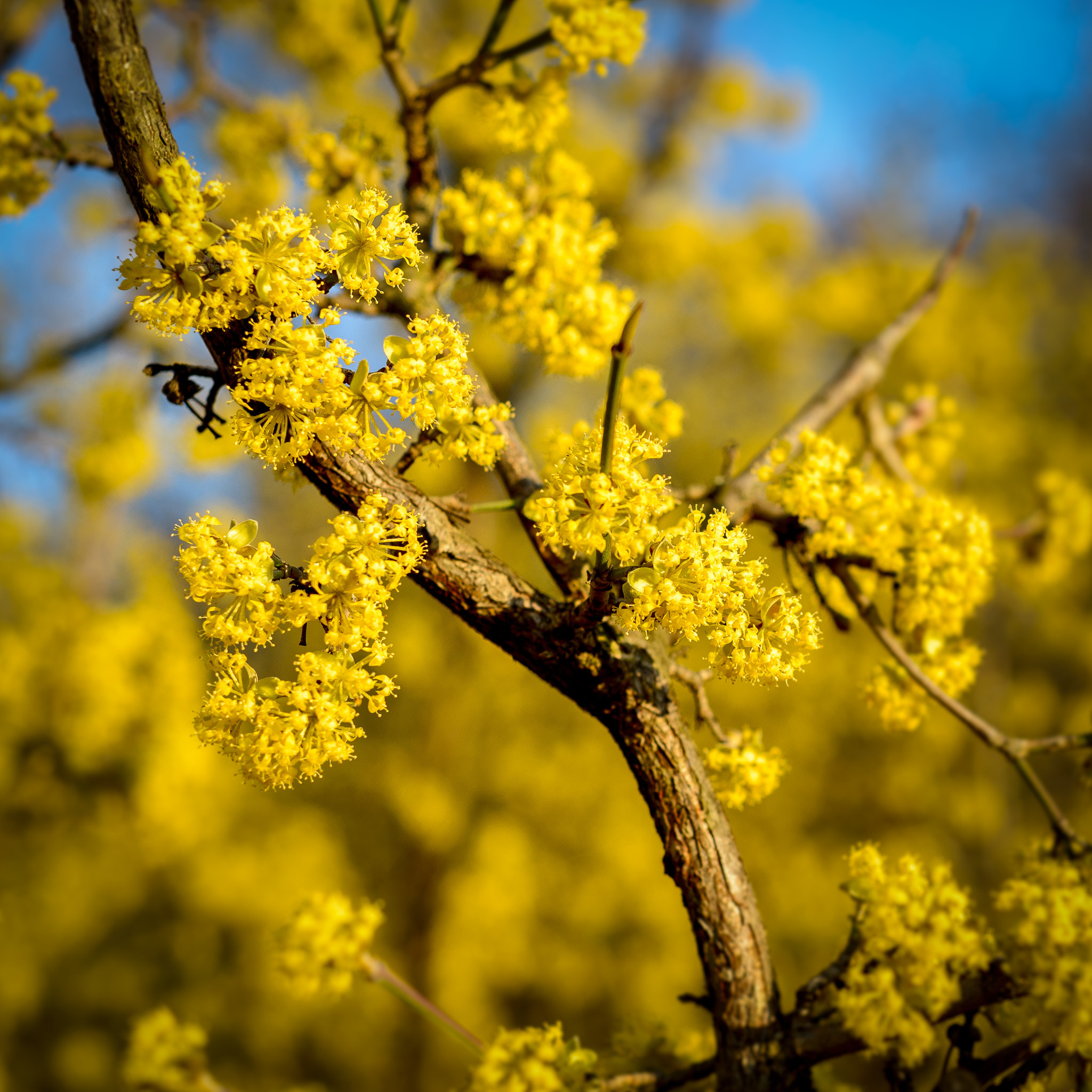 Nikon D610 sample photo. The color of spring photography
