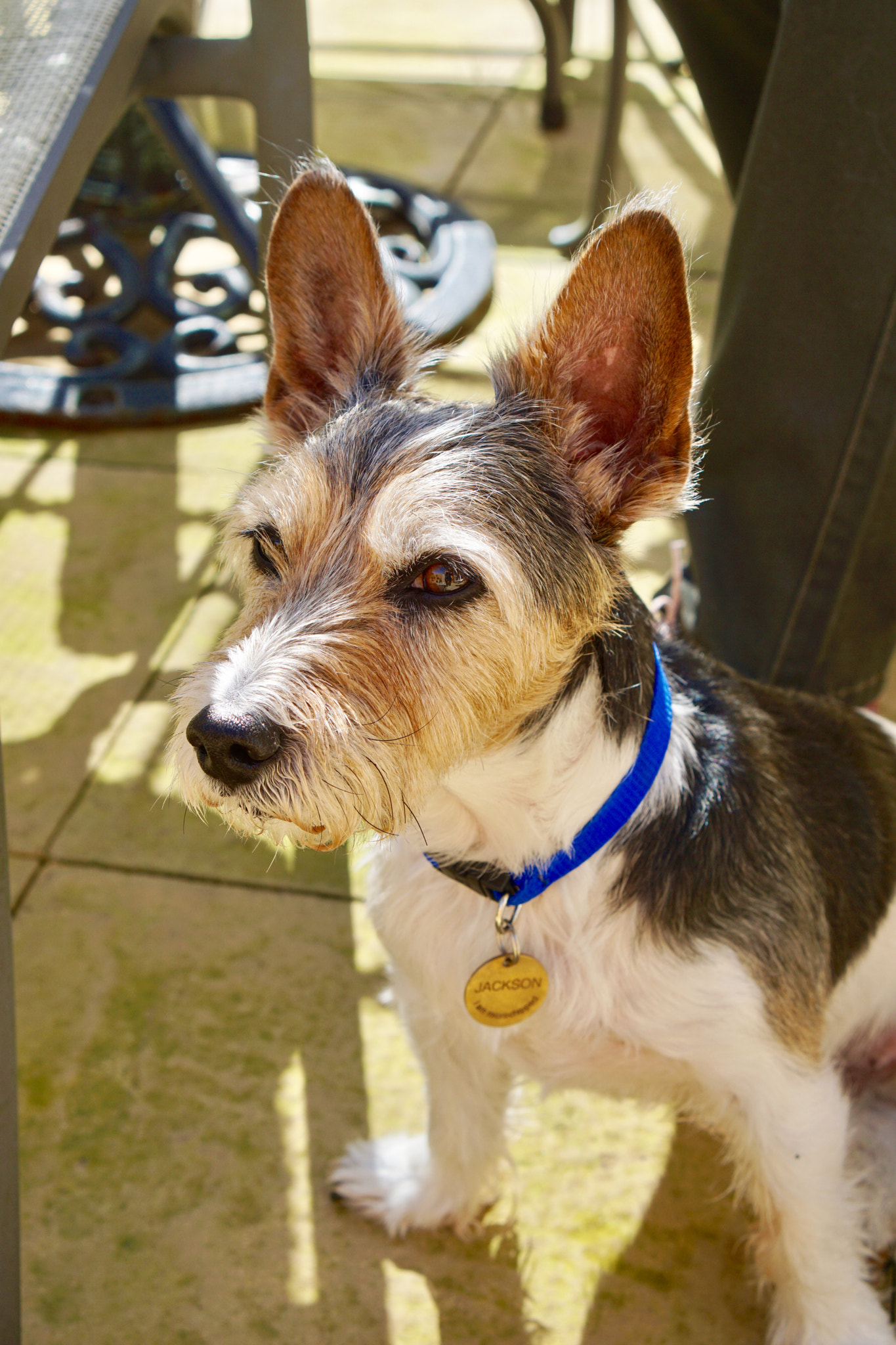 Sony a6000 + Sony E 35mm F1.8 OSS sample photo. Jackson the jack russell photography