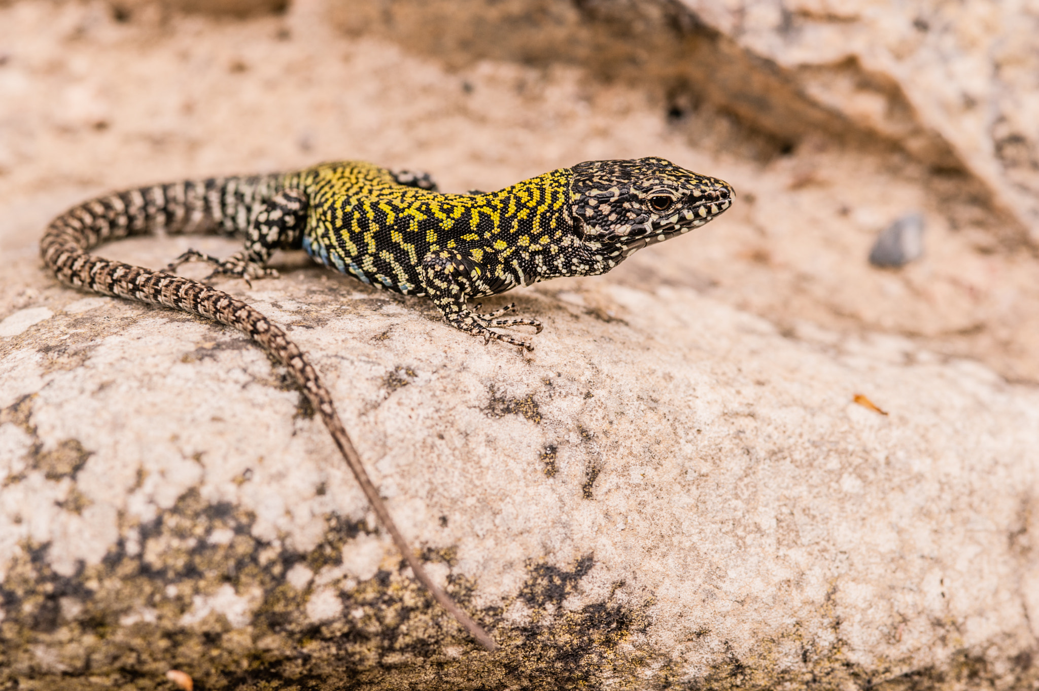 Nikon AF-S Micro-Nikkor 105mm F2.8G IF-ED VR sample photo. Ruin lizard photography