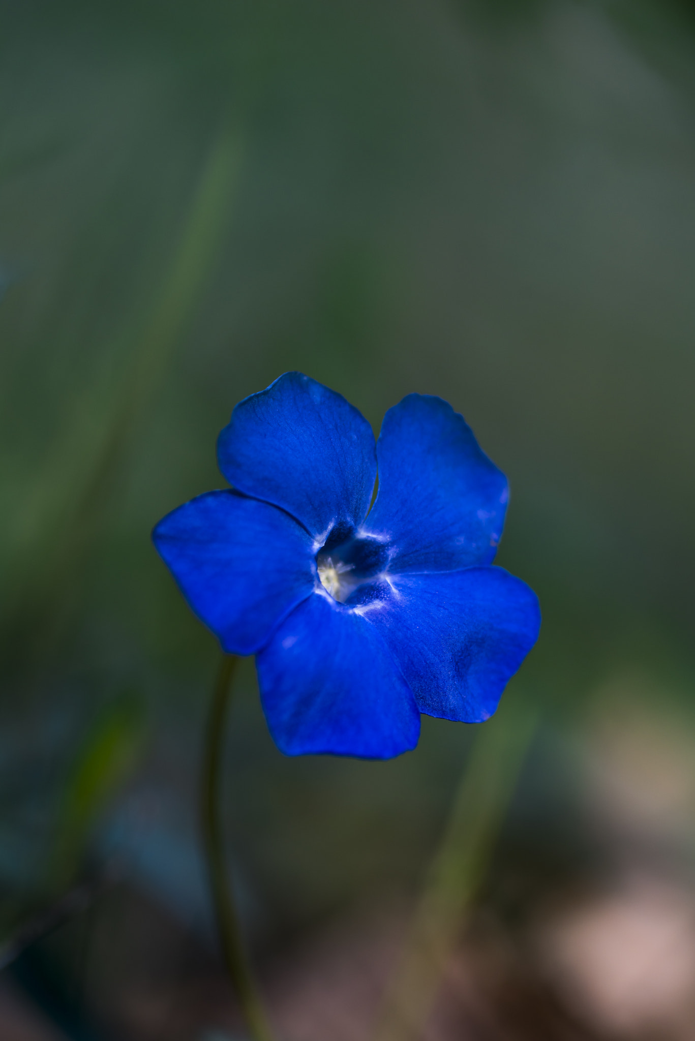 Nikon D750 + Sigma 105mm F2.8 EX DG Macro sample photo. Pervinca photography