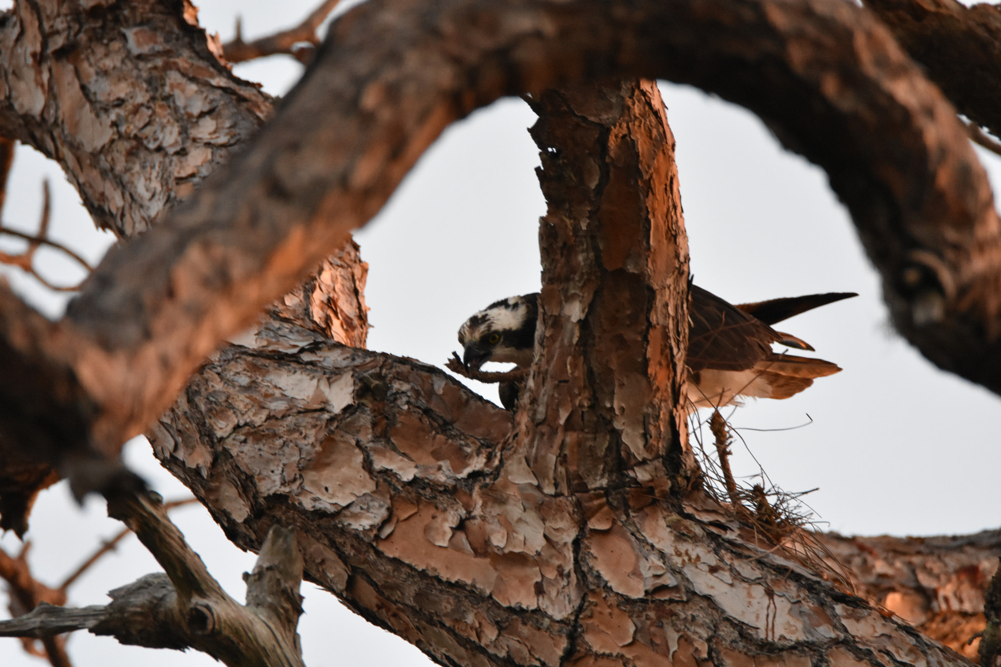 Nikon D3400 sample photo. Osprey nesting building 101 photography