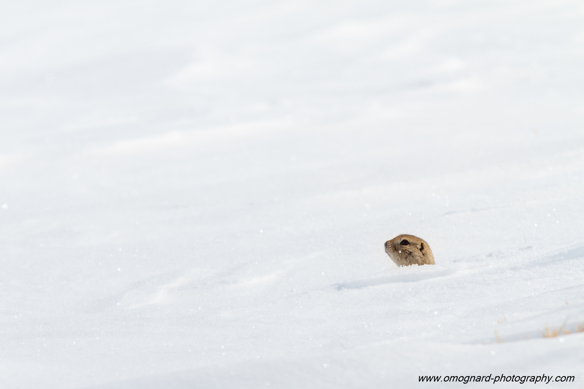Canon EOS 7D + Canon EF 300mm F4L IS USM sample photo. Is it spring yet? photography