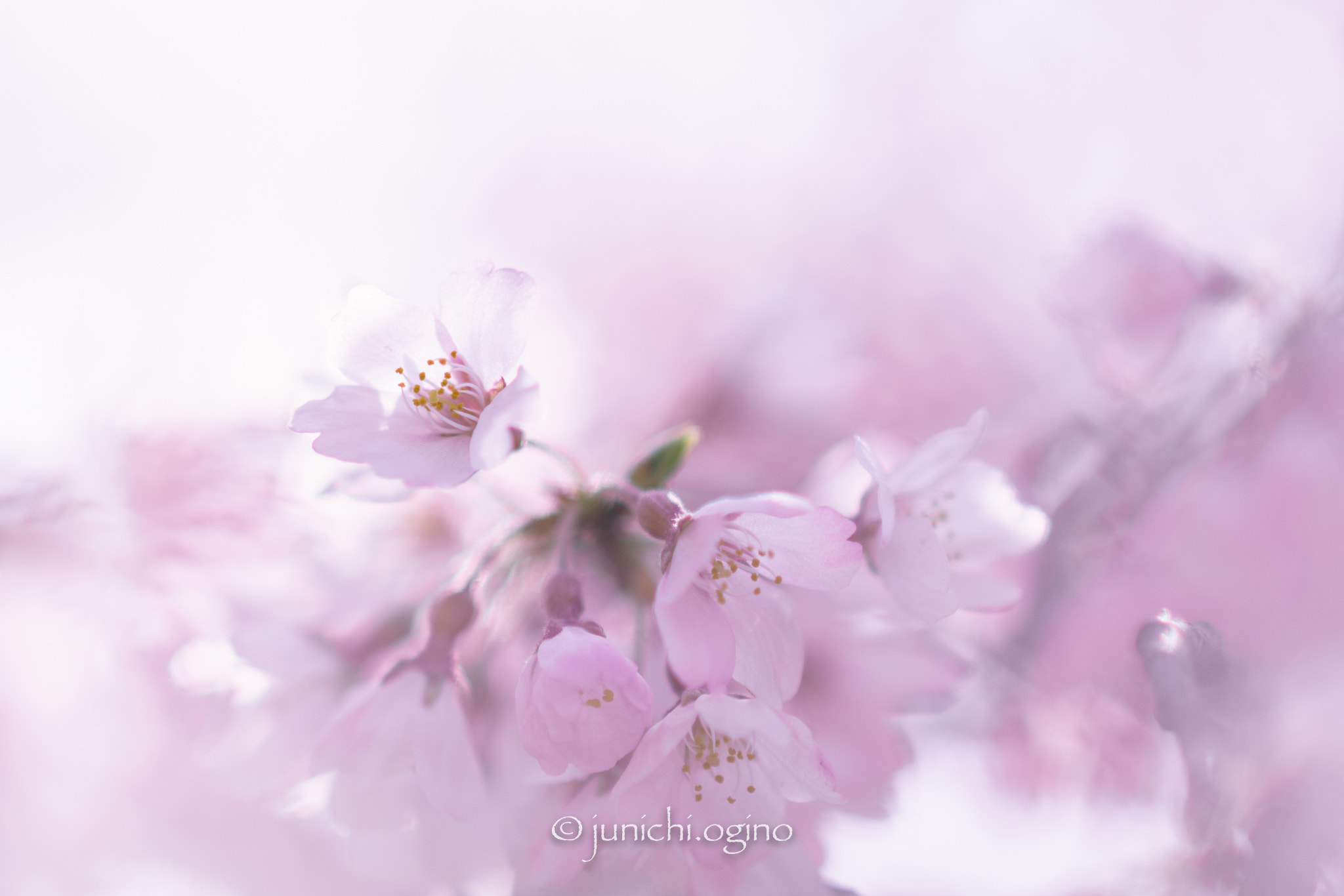 Sony Sonnar T* 135mm F1.8 ZA sample photo. A little after photography