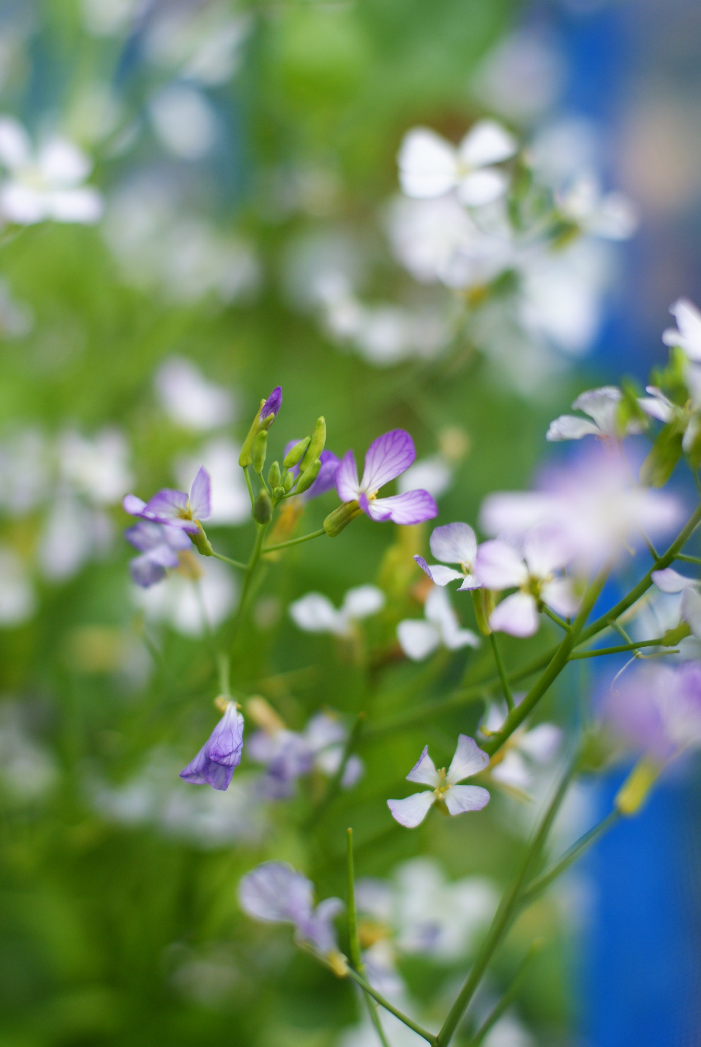 Sony Alpha DSLR-A300 sample photo. Just grass ... not flowers photography