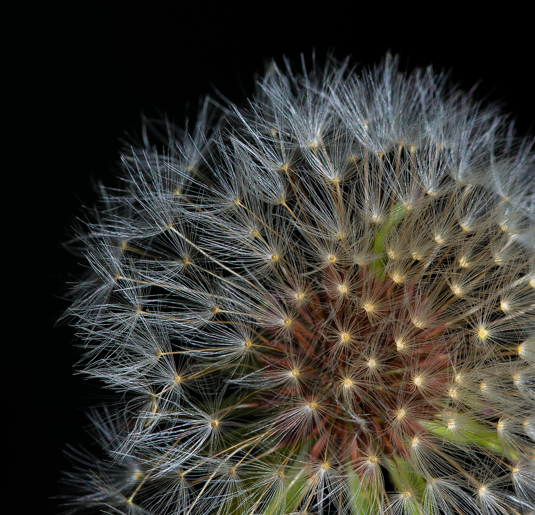 Sigma 105mm F2.8 EX DG OS HSM sample photo. Fuzzy photography