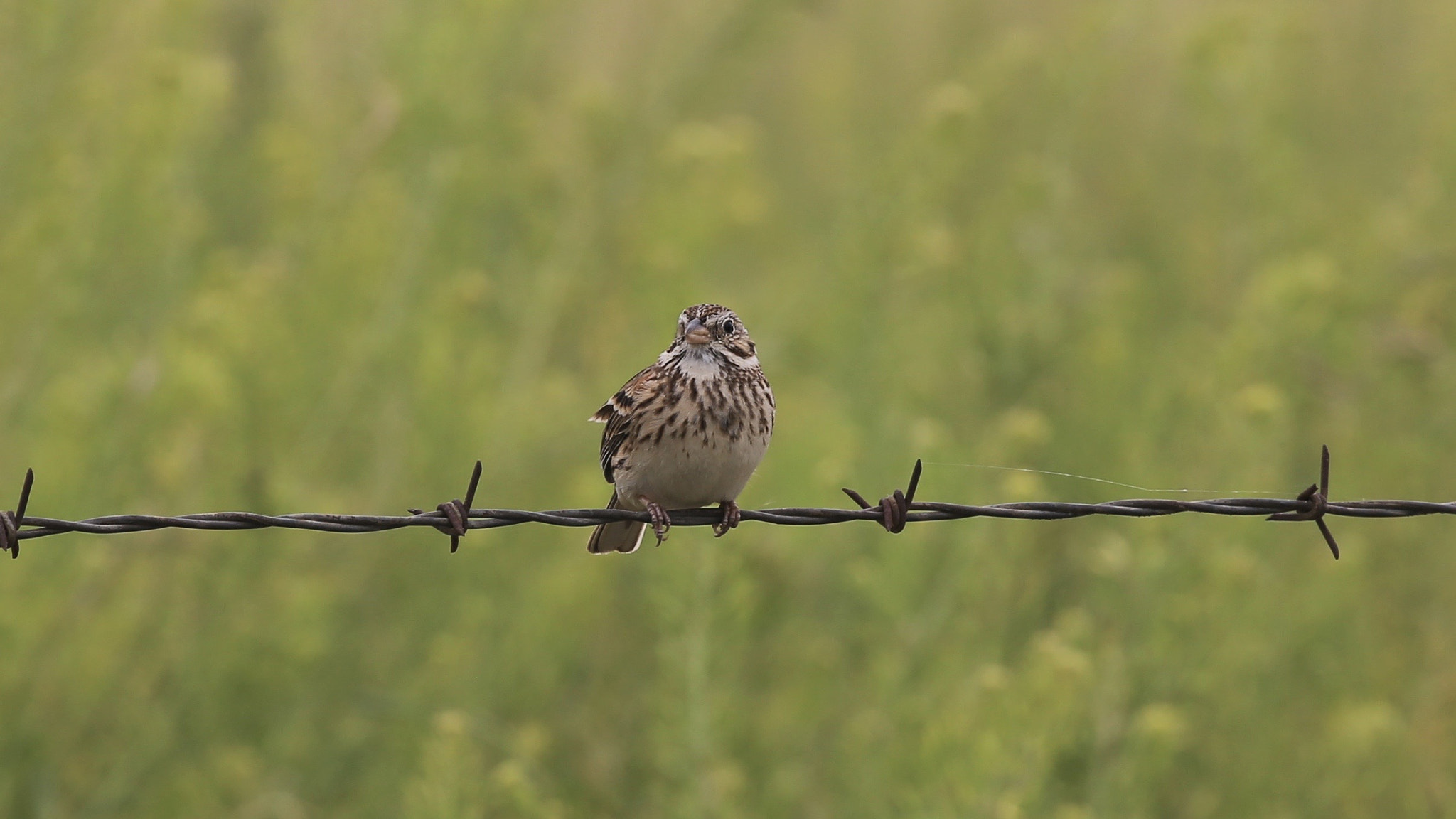 Canon EOS 6D sample photo. Vesper sparrow photography