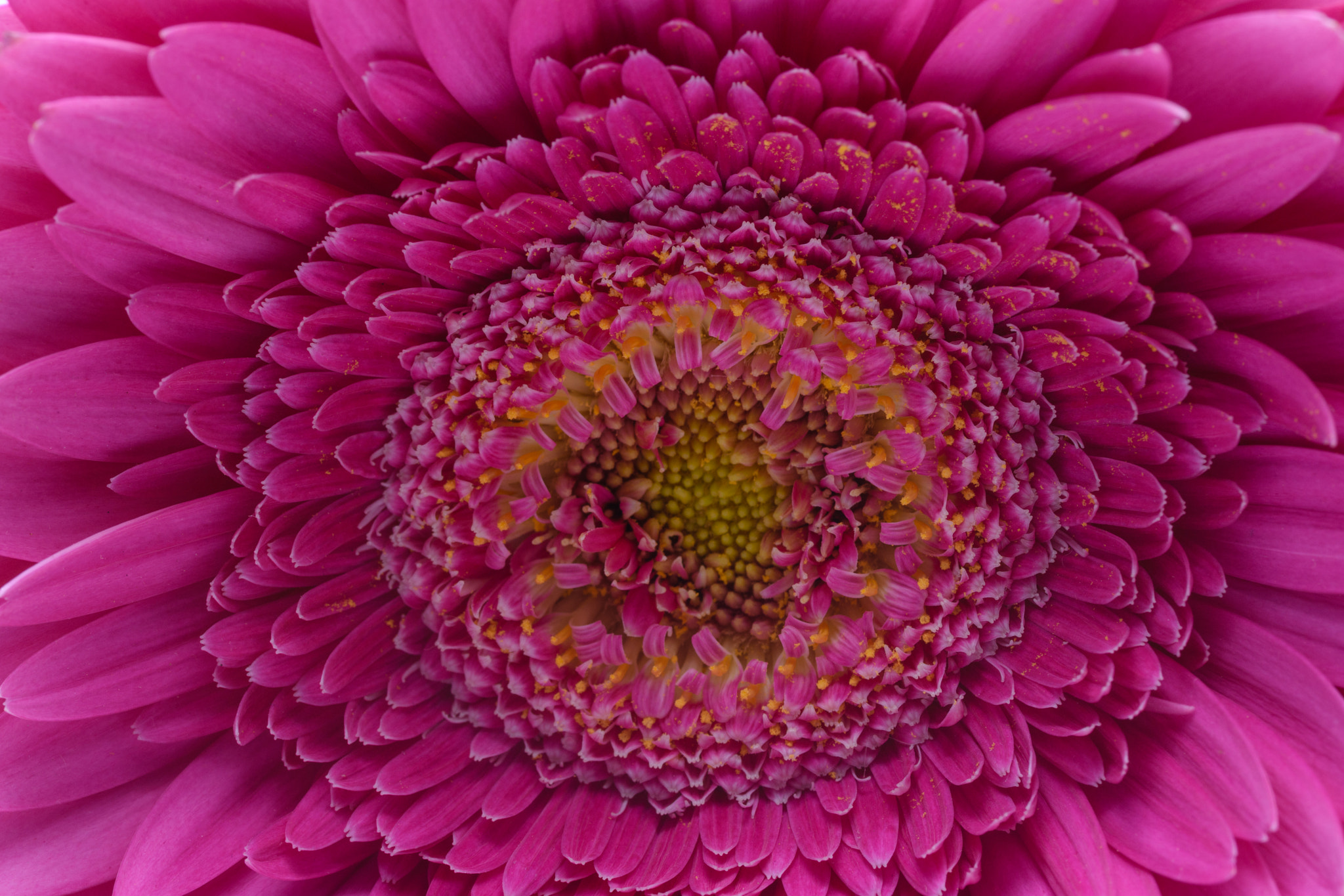 Nikon D7200 sample photo. Magenta macro photography