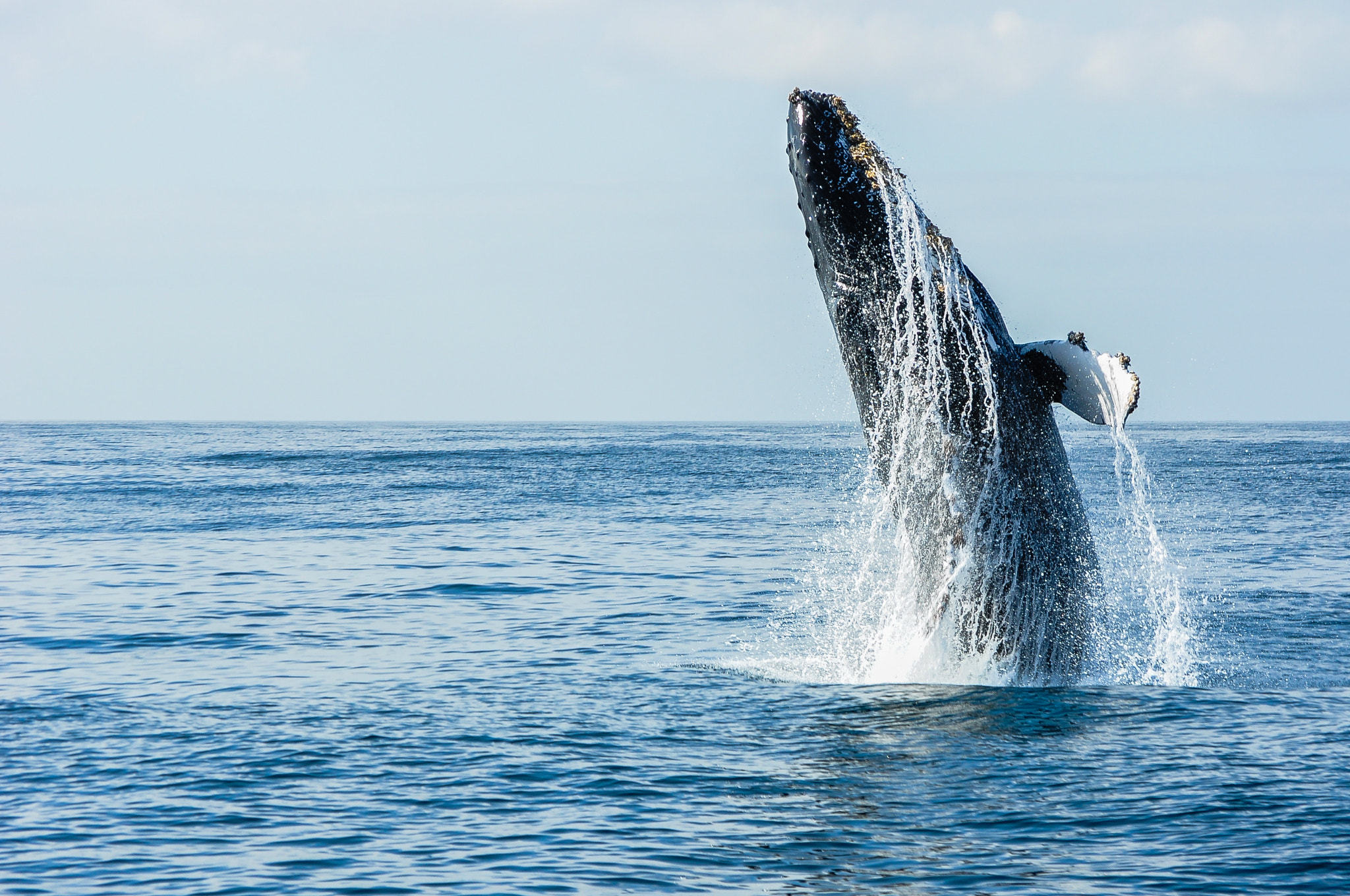 Nikon D90 sample photo. Humpback whale photography
