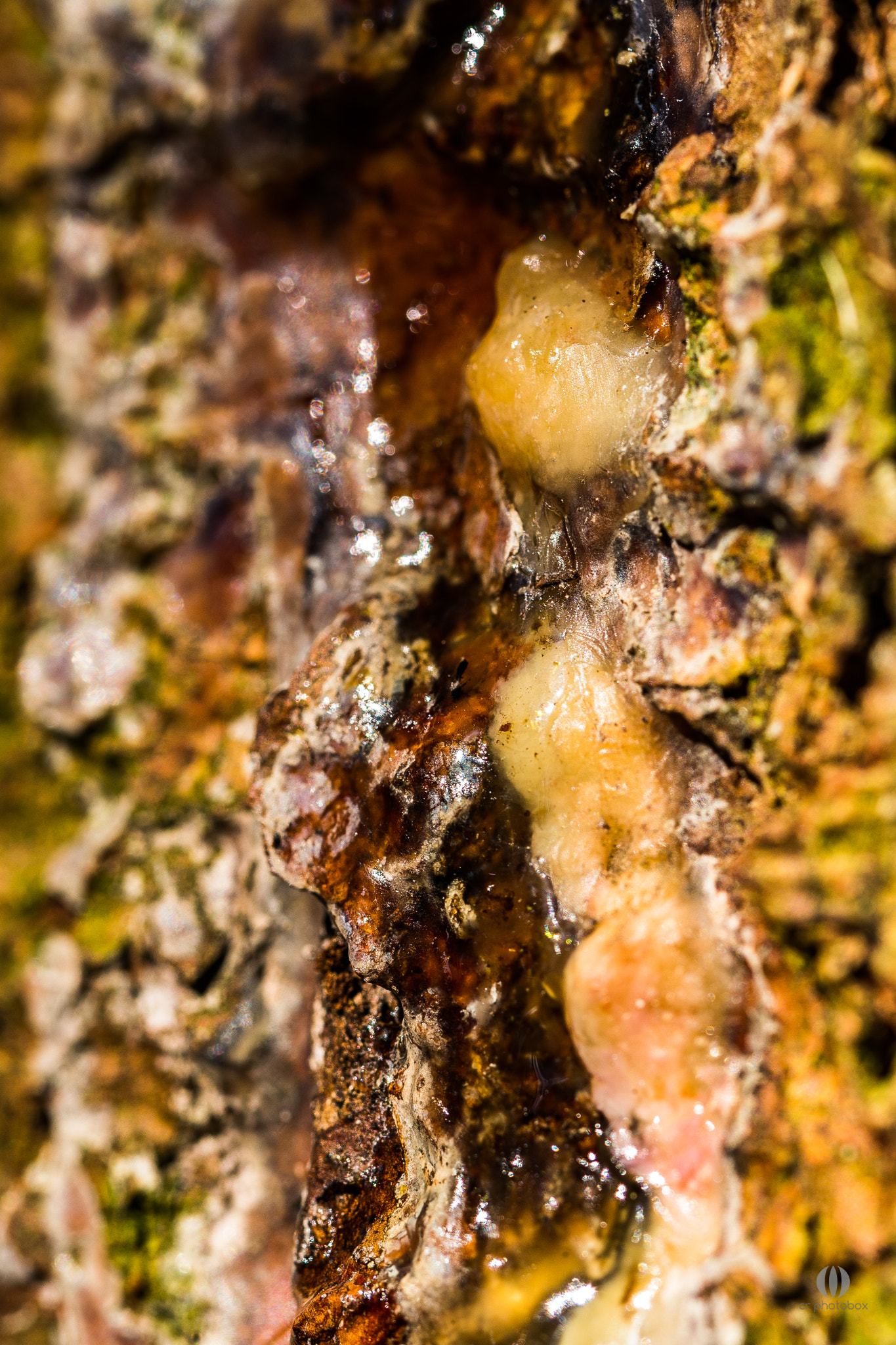 Nikon D500 sample photo. Tree resin photography