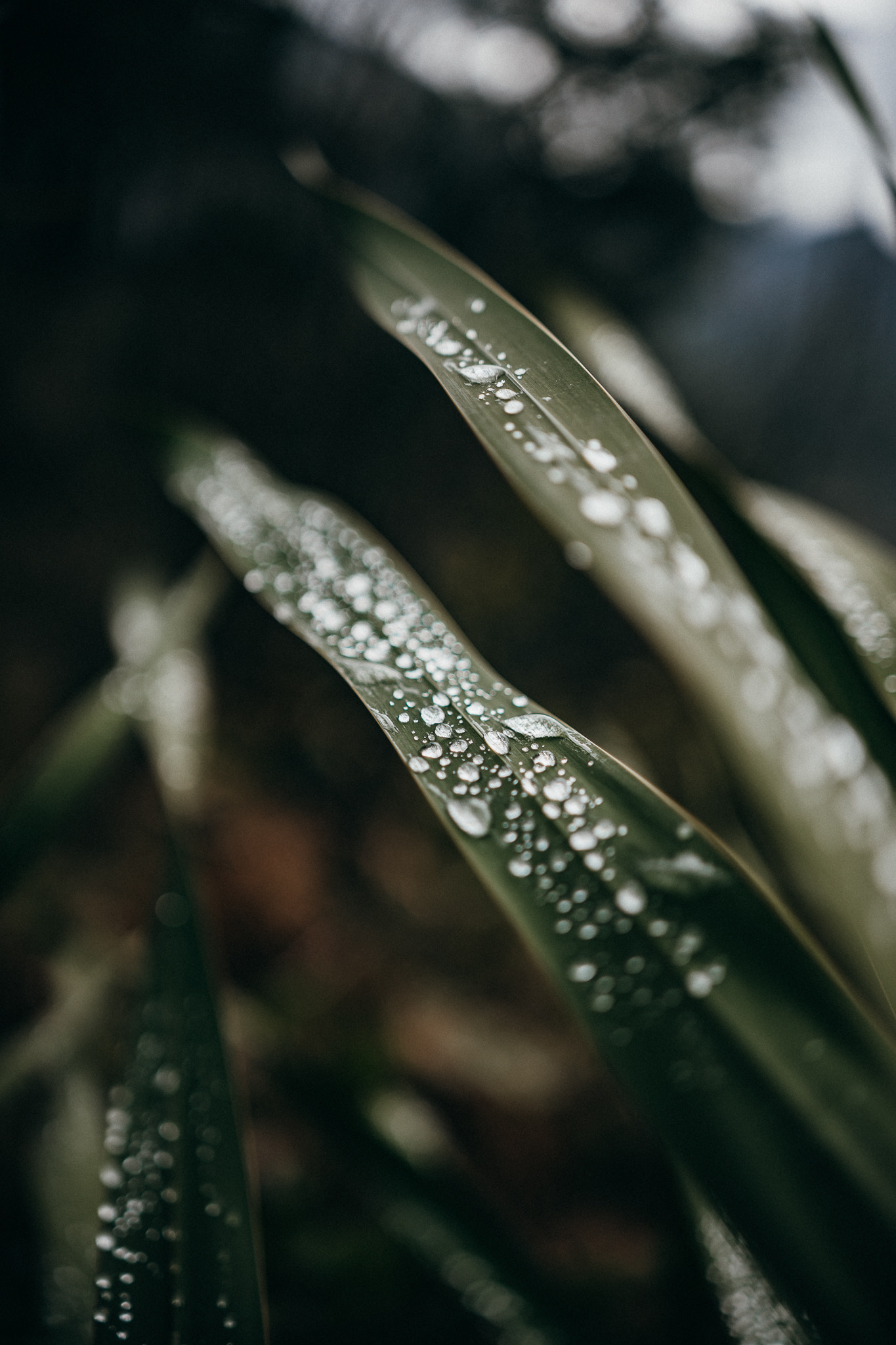 Sony a7 II + Sony DT 50mm F1.8 SAM sample photo