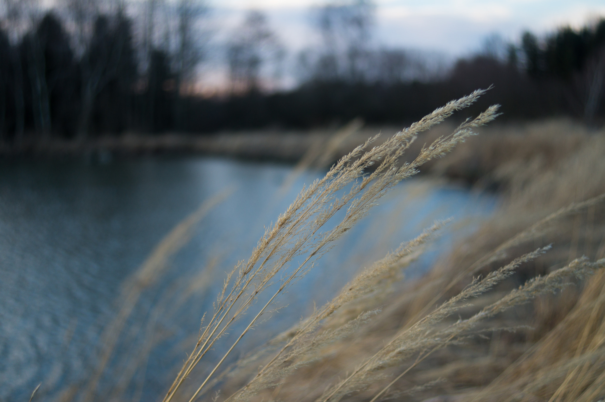 Sony SLT-A58 sample photo. Dry  grass in the wind photography