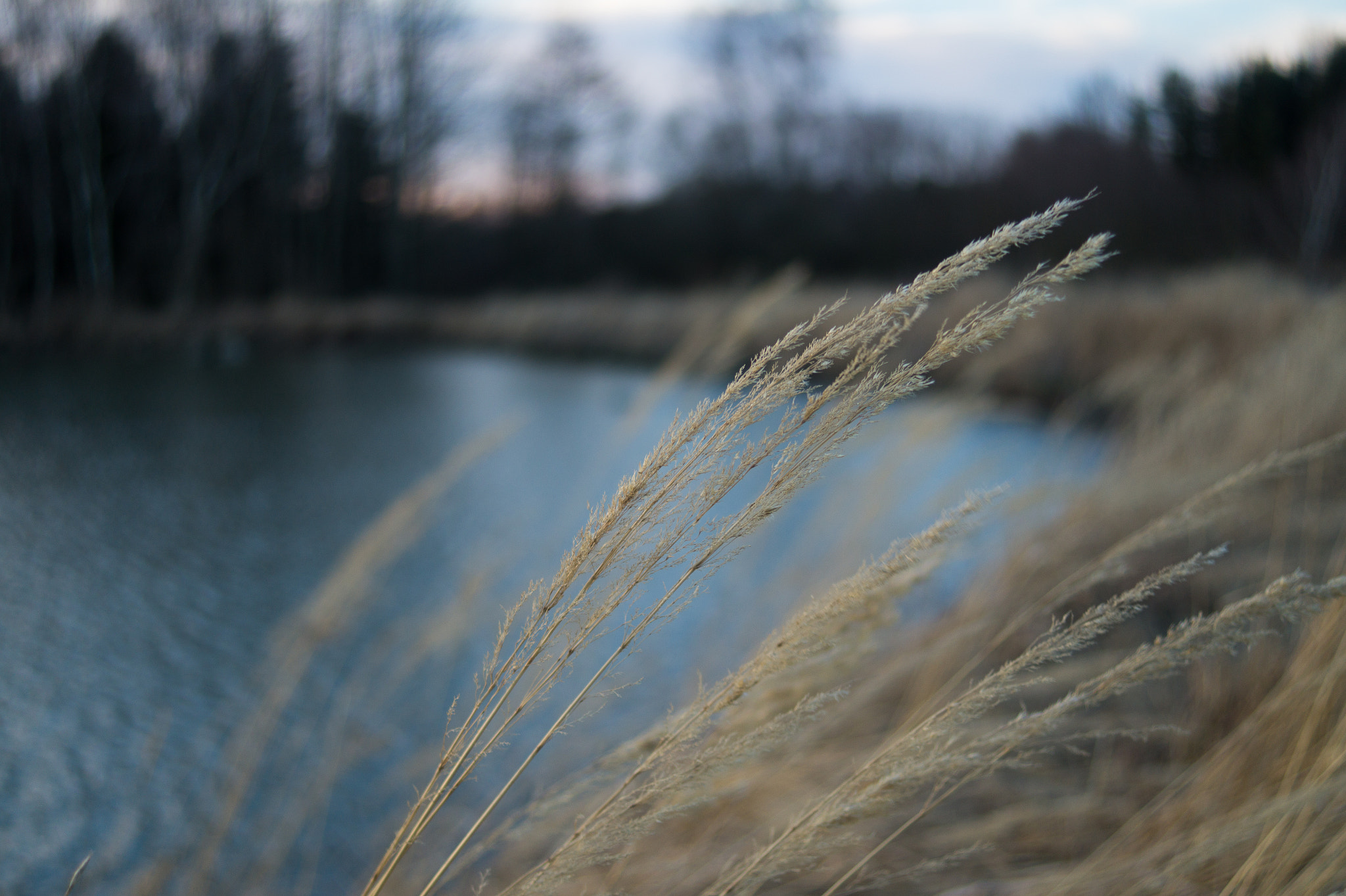 Sony SLT-A58 + Sony DT 30mm F2.8 Macro SAM sample photo. Dry  grass in the wind photography