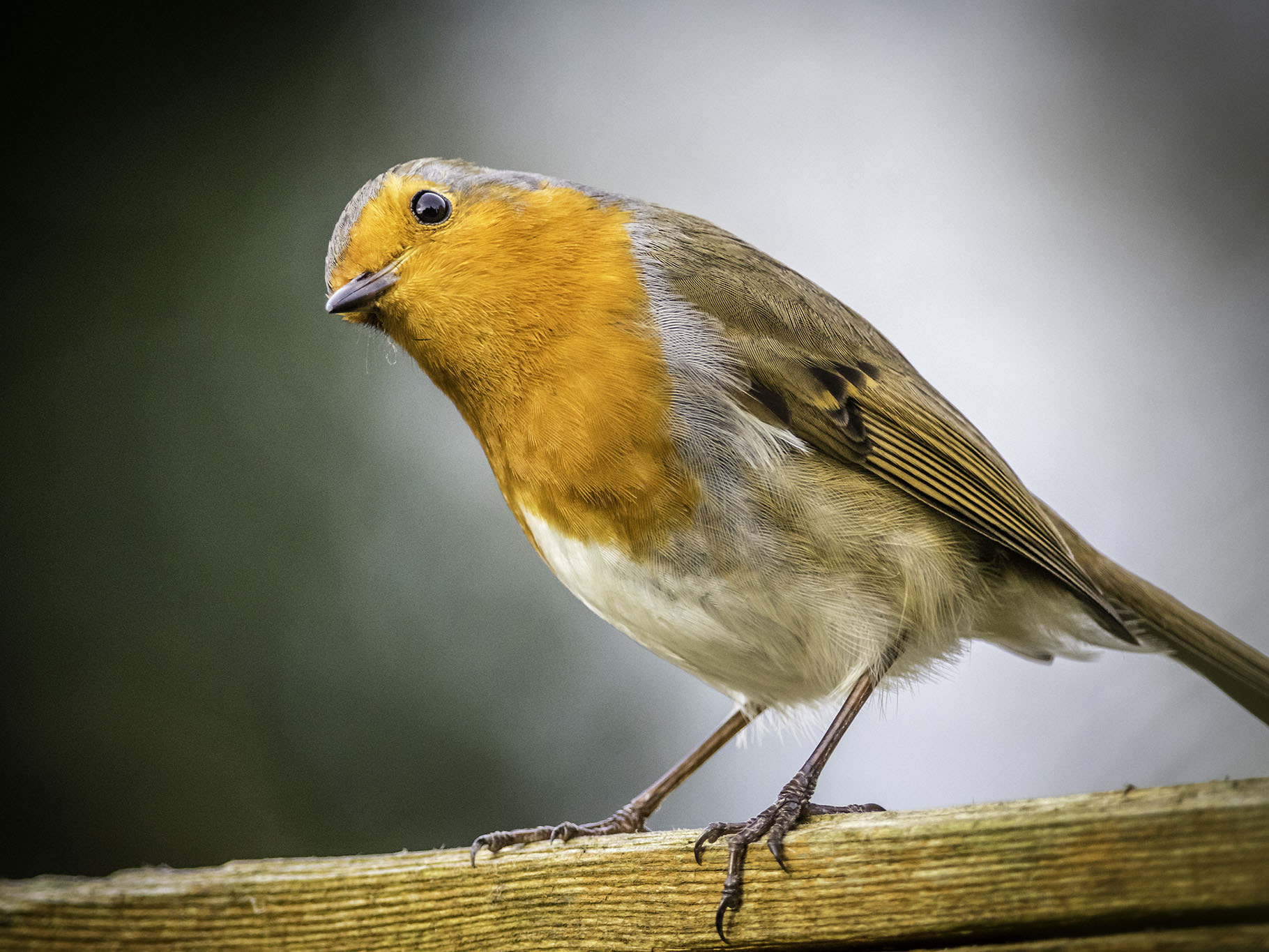 Nikon D5500 + Nikon AF-S Nikkor 300mm F4D ED-IF sample photo. Robin photography