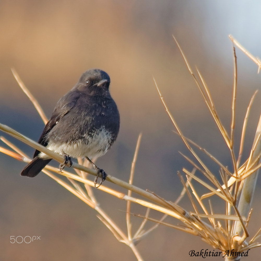 Canon EF 70-300mm F4-5.6 IS USM sample photo. Pied bushchat photography