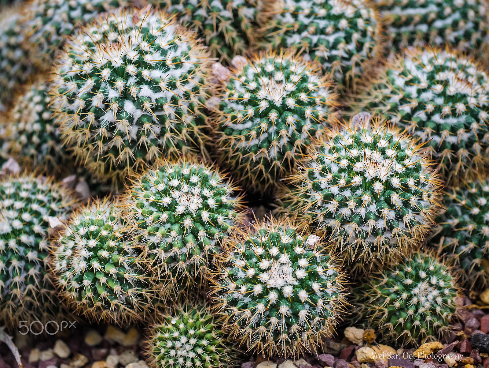 Panasonic Lumix DMC-GX7 sample photo. Cactus 07 photography