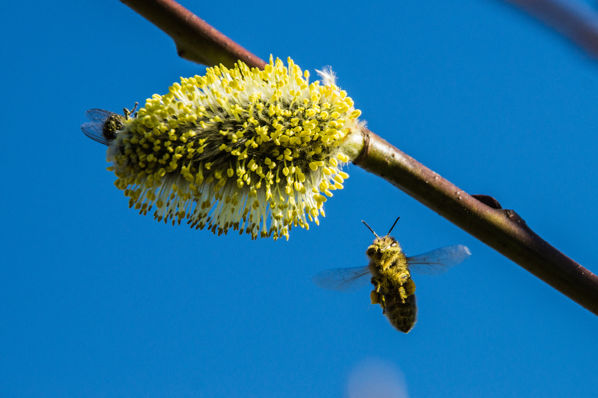 Sony SLT-A58 sample photo. Bee photography