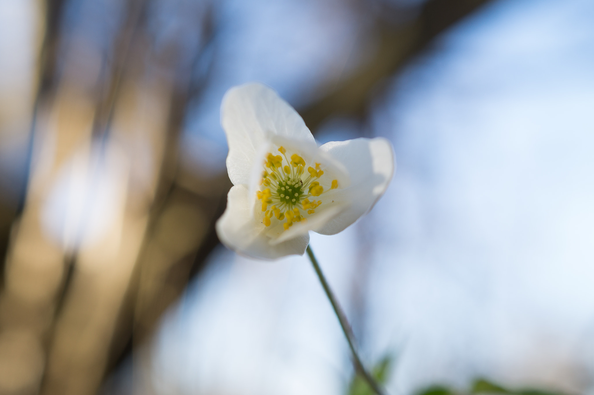 Sony SLT-A58 sample photo. Springtime photography