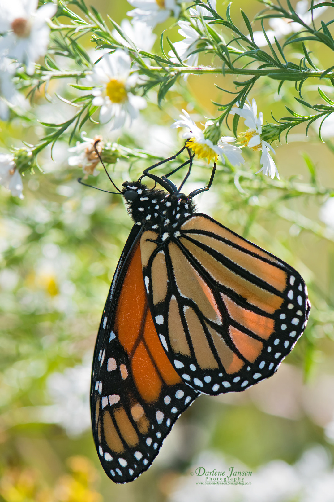 Nikon D500 sample photo. Monarch butterfly photography