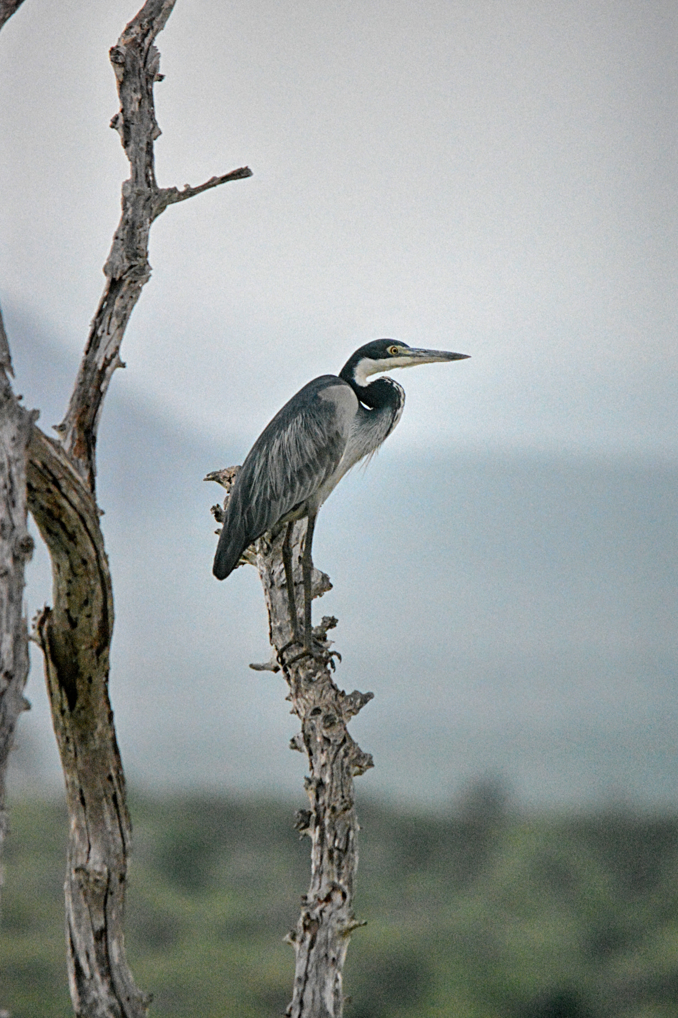 Sigma 150-500mm F5-6.3 DG OS HSM sample photo. Black-headed heron photography