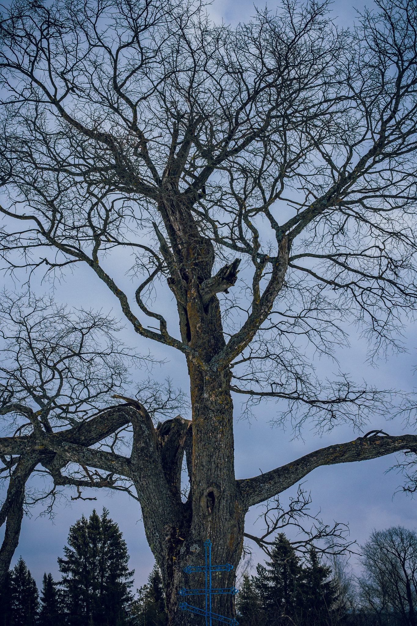 Canon EF-S 24mm F2.8 STM sample photo. Late winter brutality photography