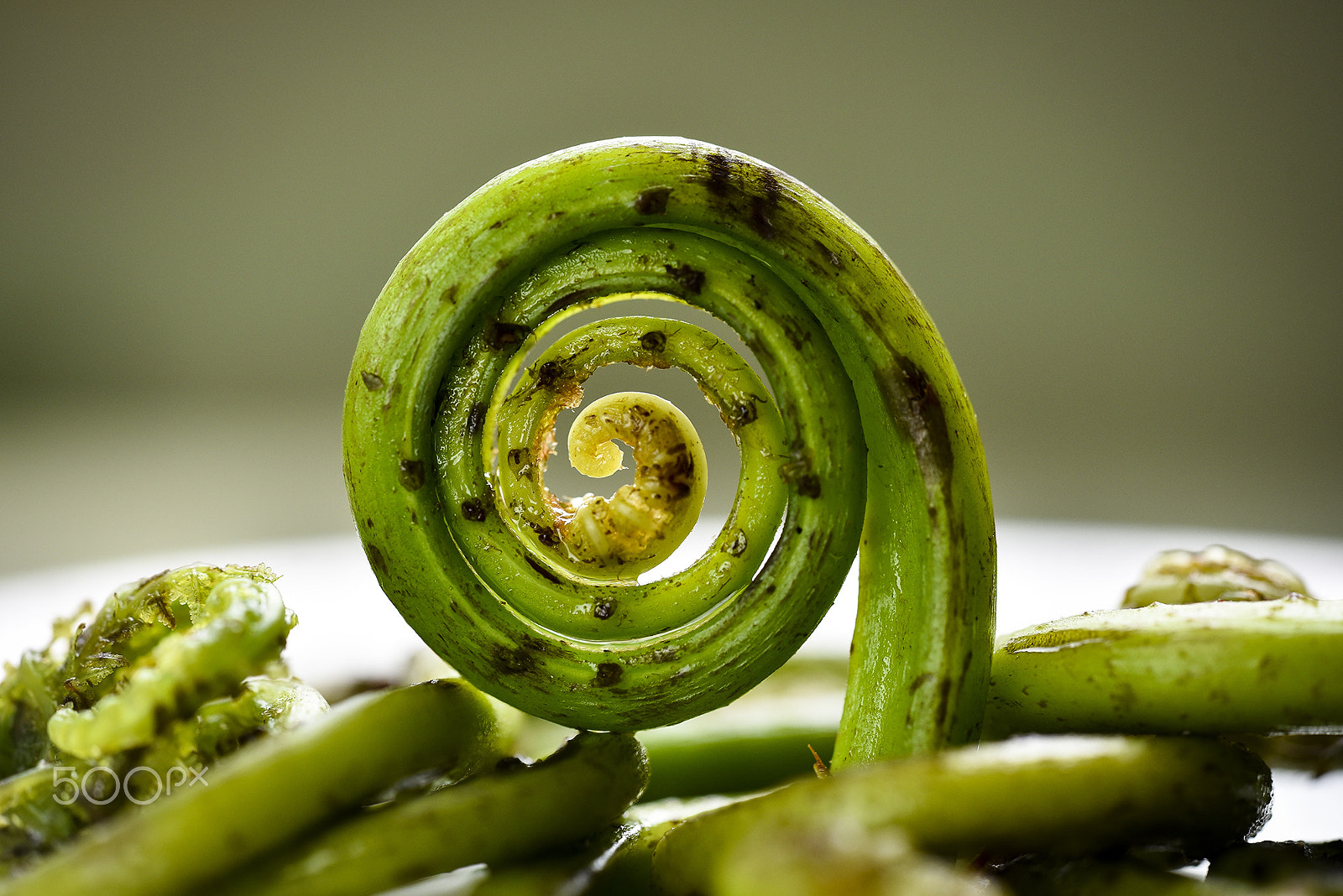 Sigma 150mm F2.8 EX DG Macro HSM sample photo. Fiddlehead ferns photography